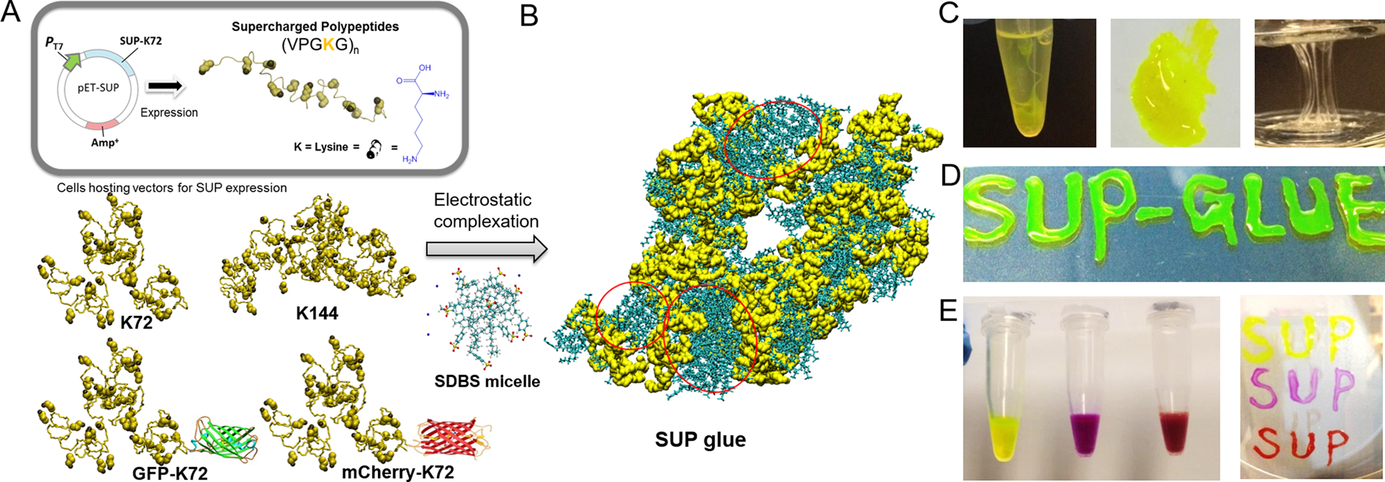 Ultra-strong bio-glue from genetically engineered polypeptides | Nature  Communications