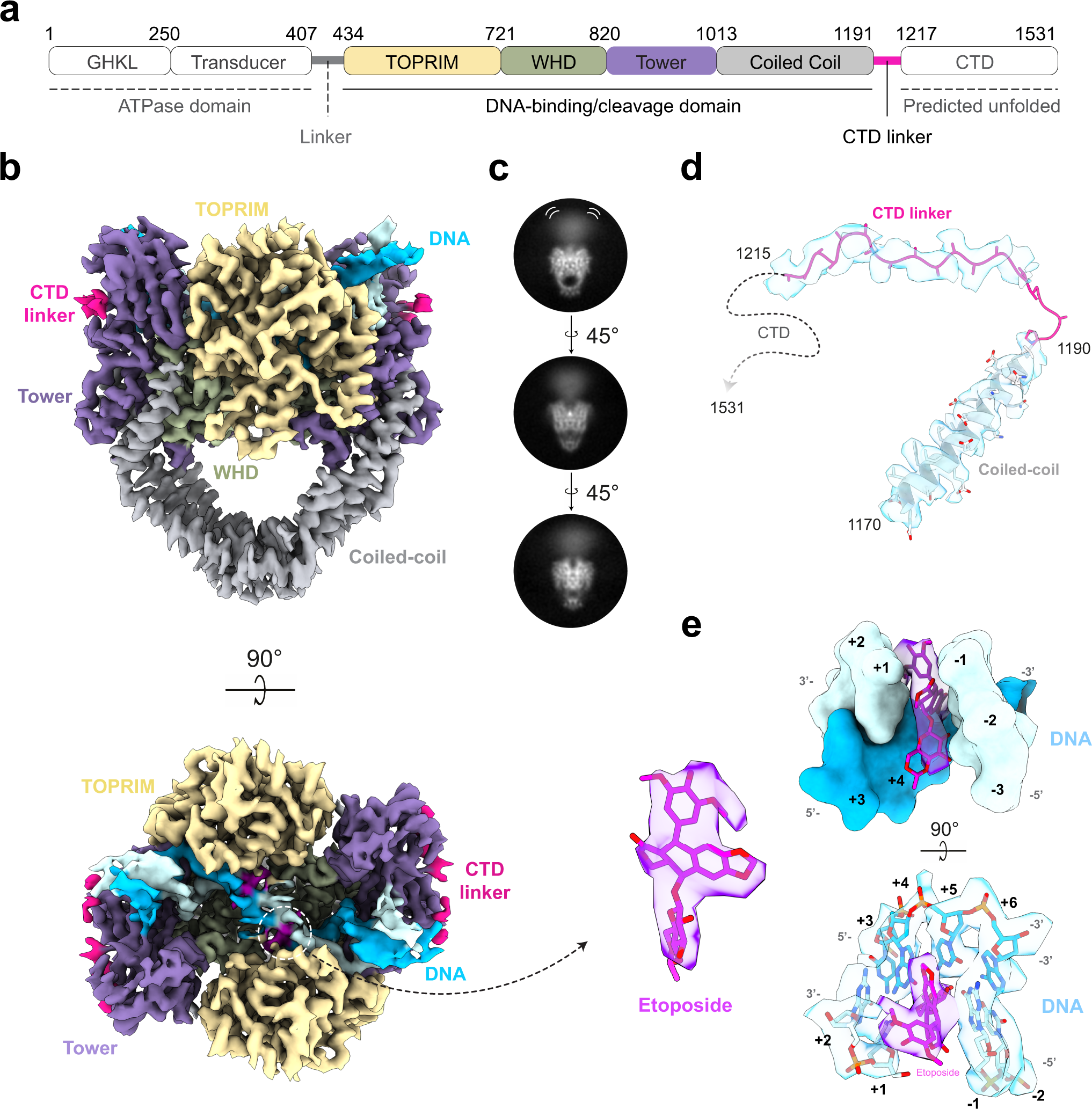 Structural basis for allosteric regulation of Human Topoisomerase IIα |  Nature Communications