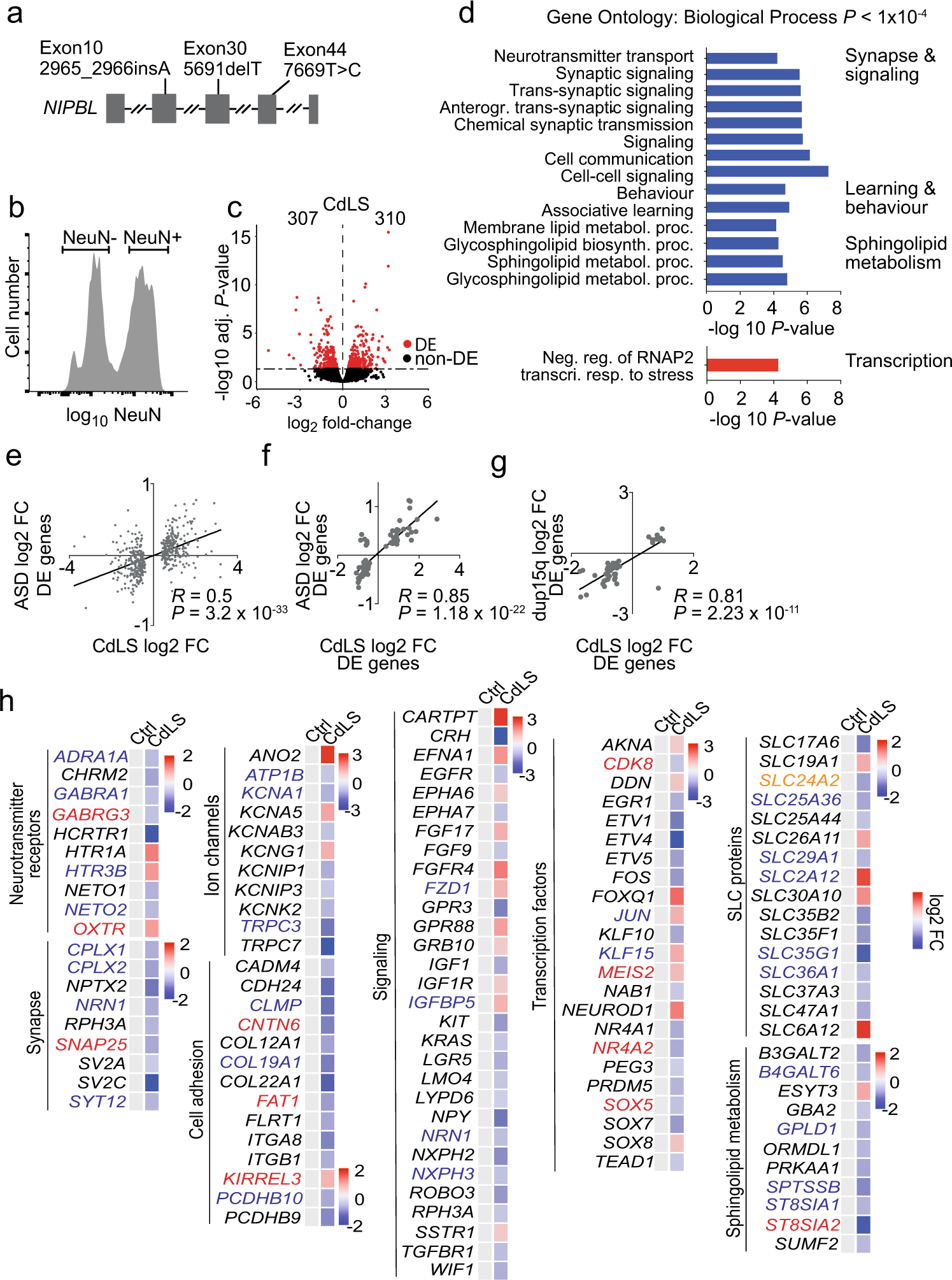 Fig. 1: CdLS patient brains display abnormal neuronal gene expression.