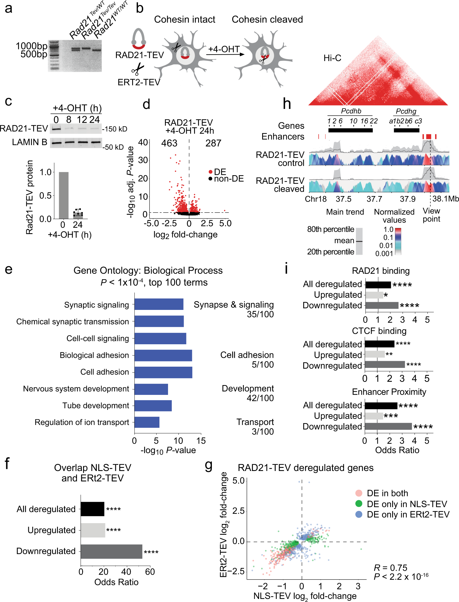 Fig. 2: Cohesin is continuously required to sustain neuronal gene expression.