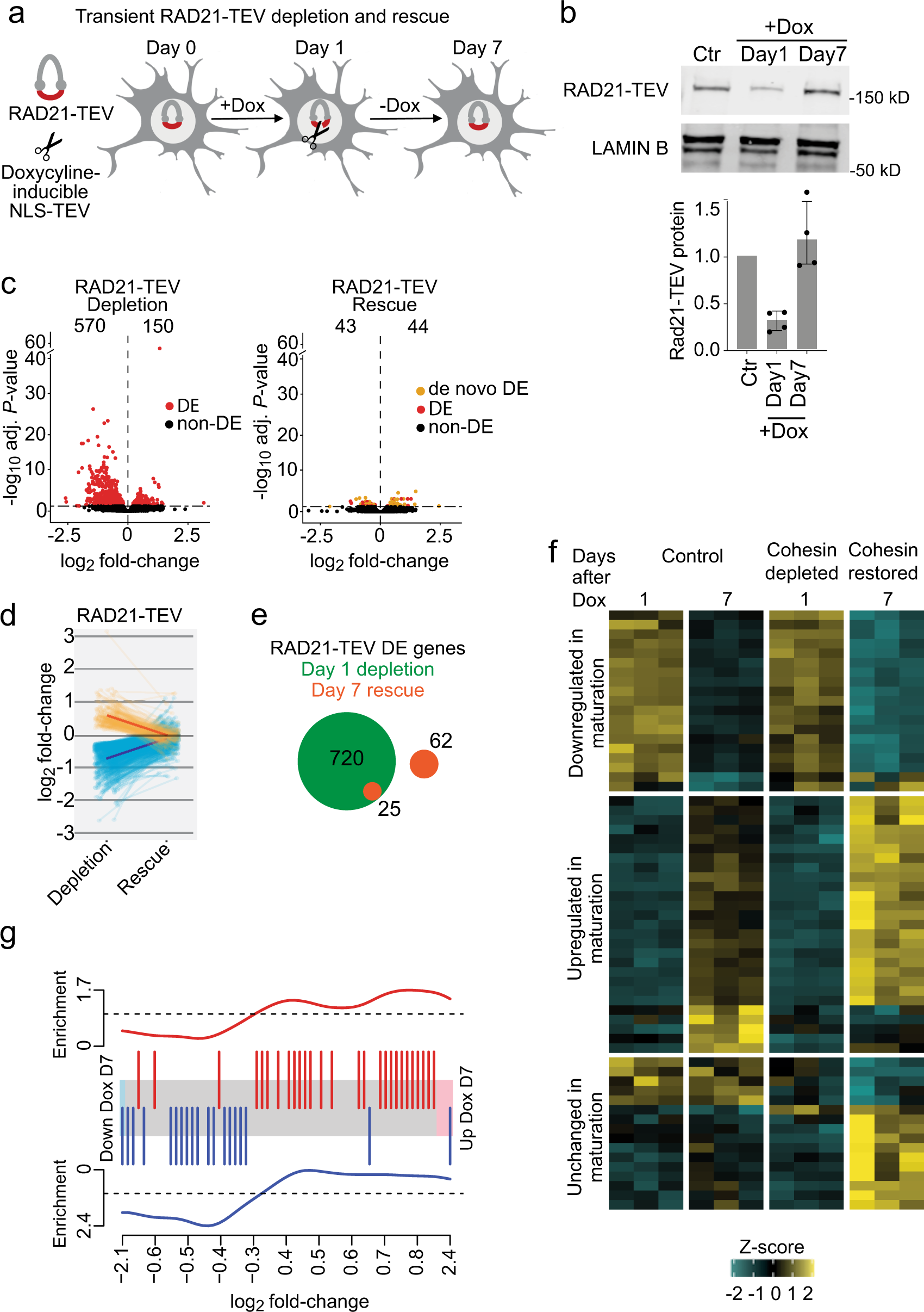 Fig. 4: Rescue of cohesin-dependent gene expression.