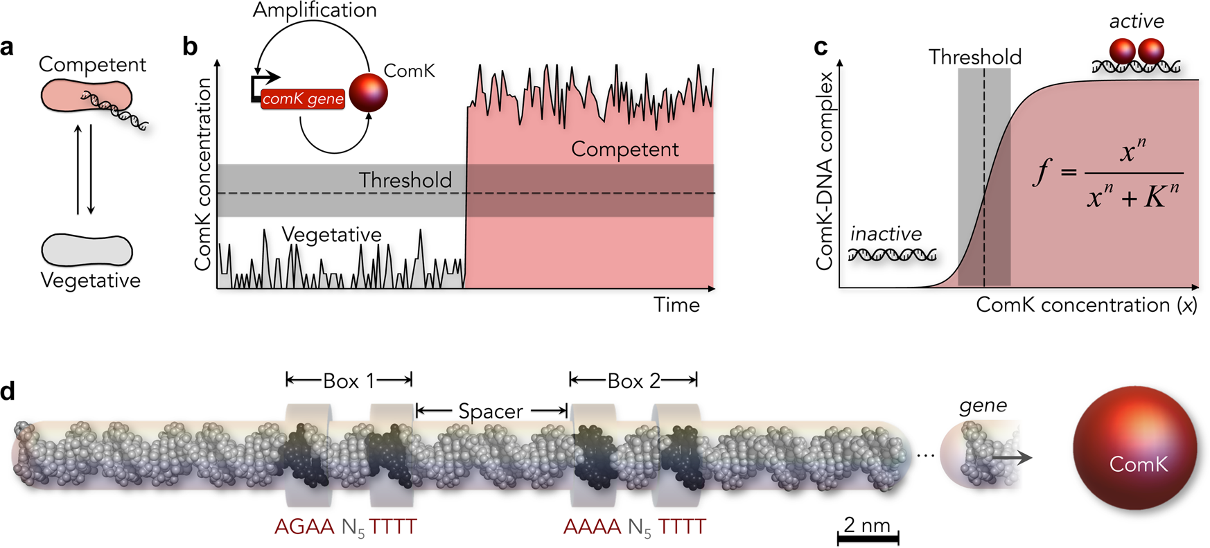 Allostery Through Dna Drives Phenotype Switching Nature Munications