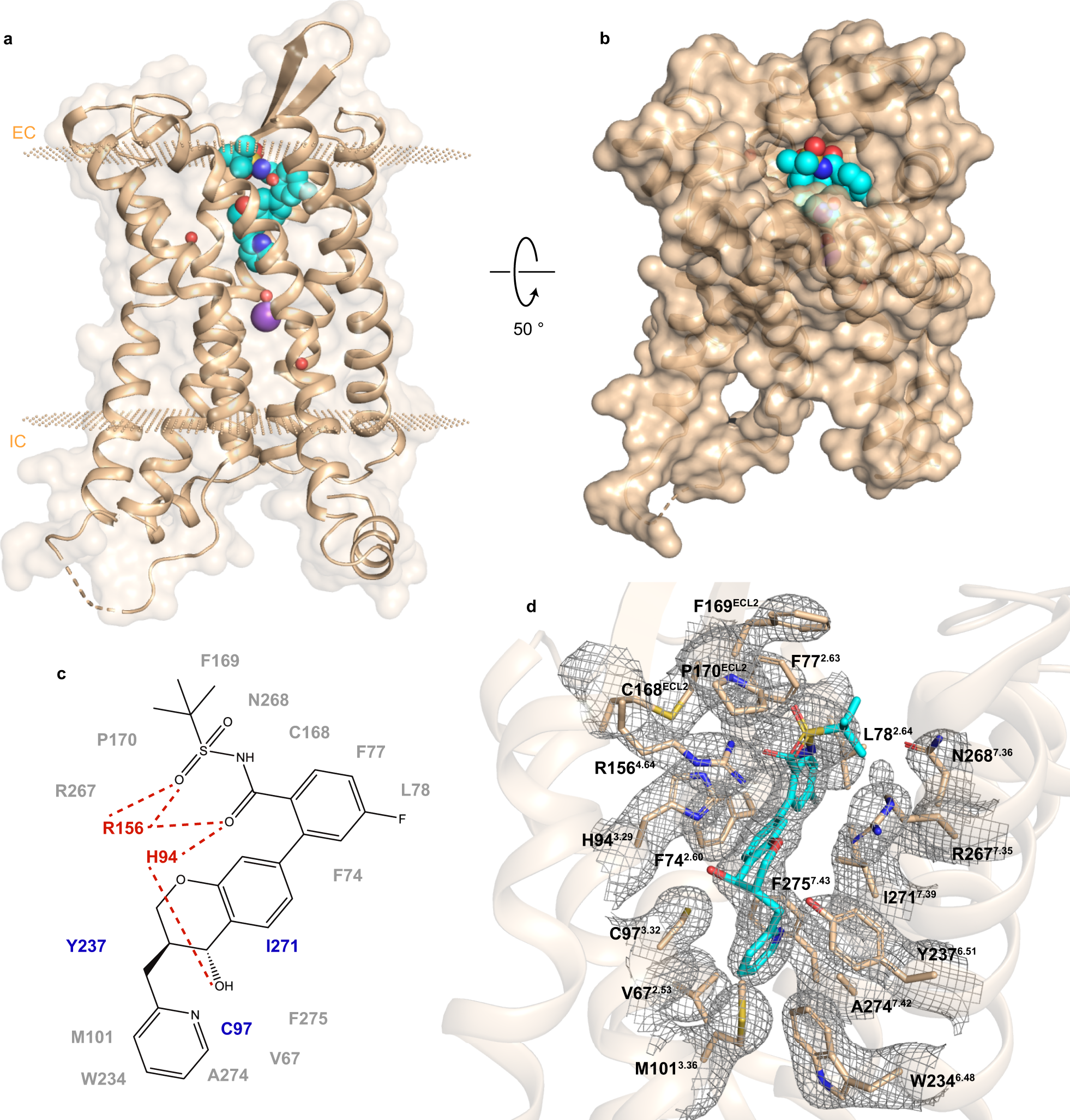 Structural Insights On Ligand Recognition At The Human Leukotriene B4 Receptor 1 Nature Communications