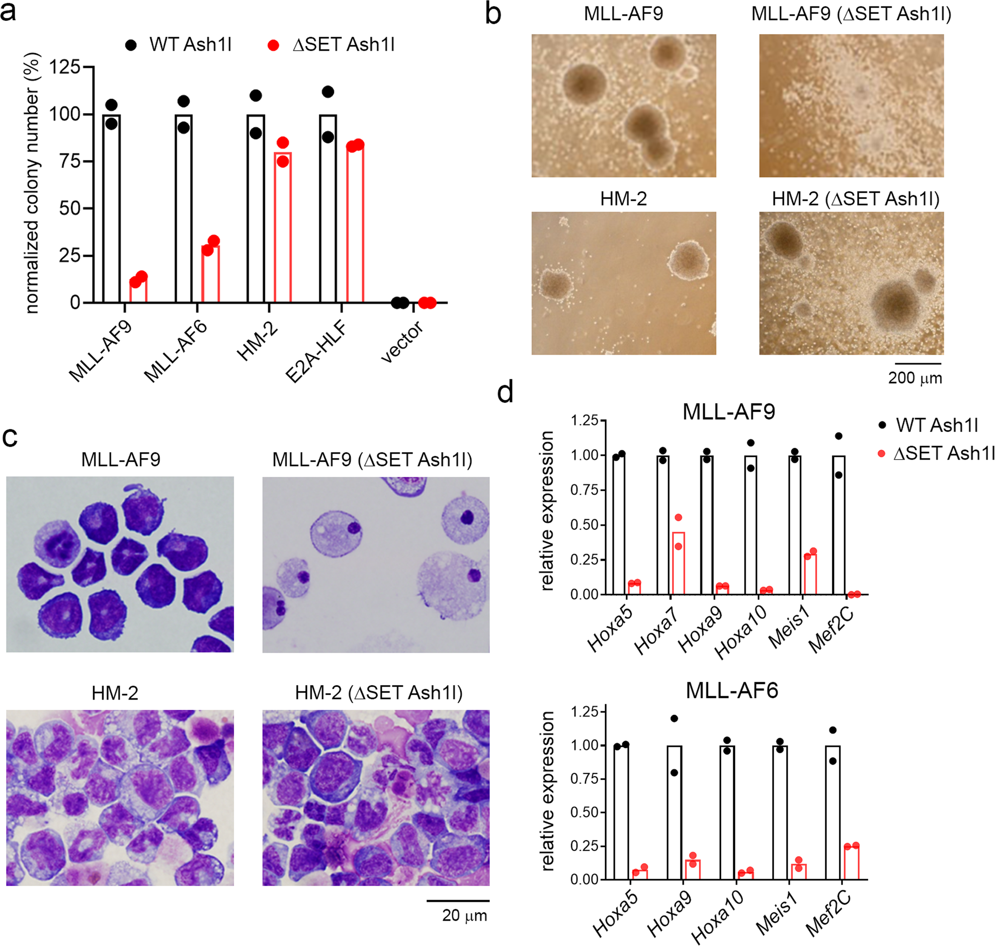 Fig. 1: SET domain of ASH1L is essential for efficient transformation by MLL fusion oncogenes.