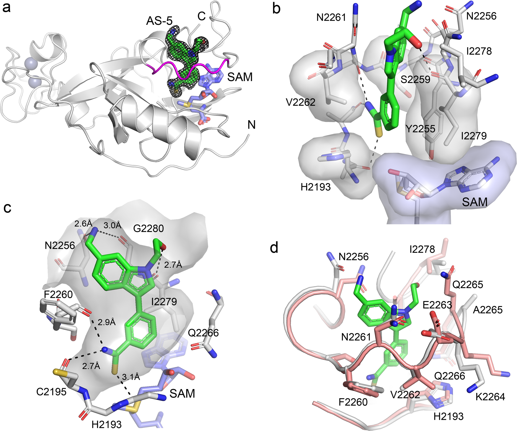 Fig. 3: Crystal structure of ASH1L SET in complex with AS-5.
