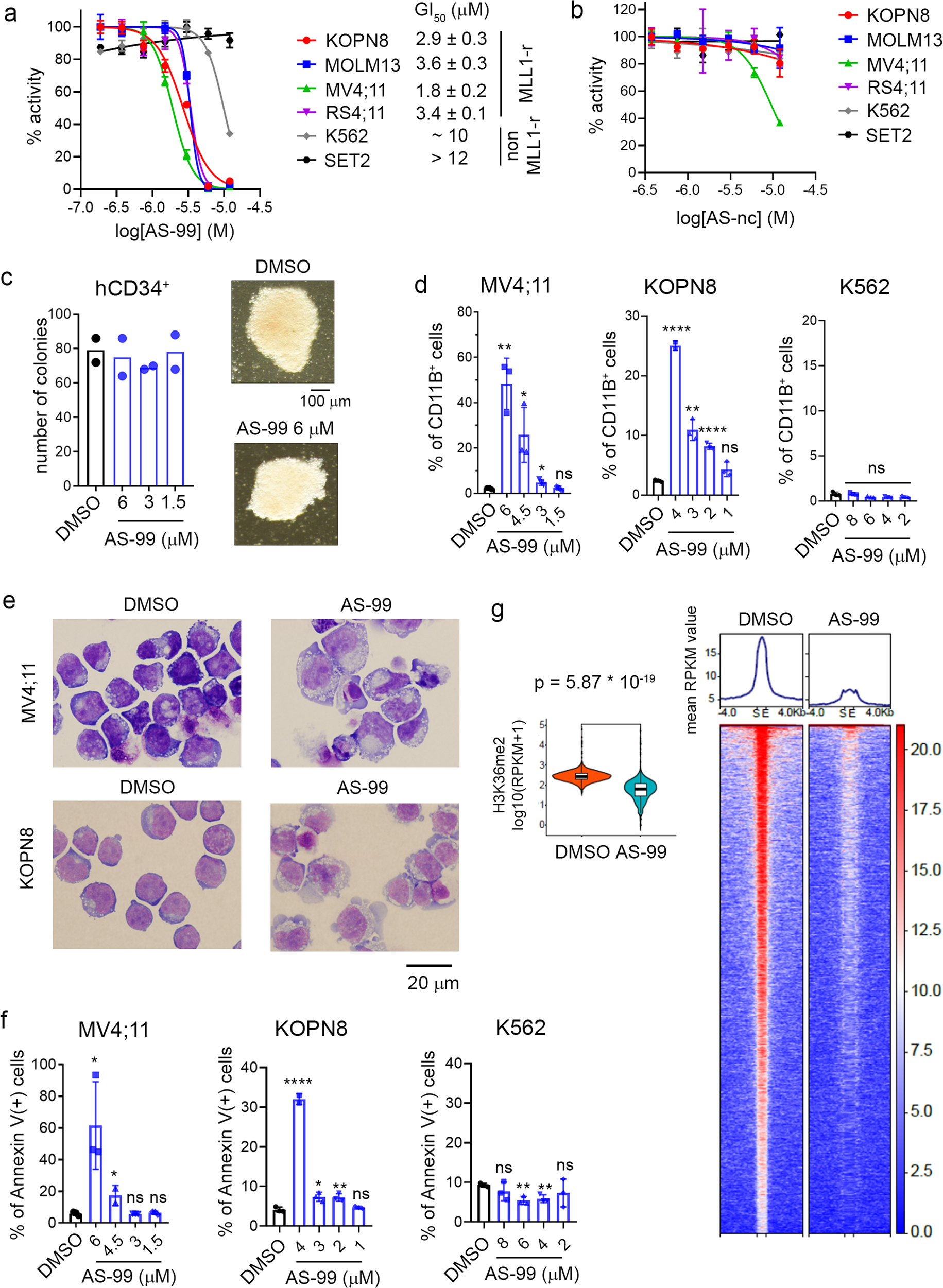 Fig. 5: Cellular activity of ASH1L inhibitor AS-99.