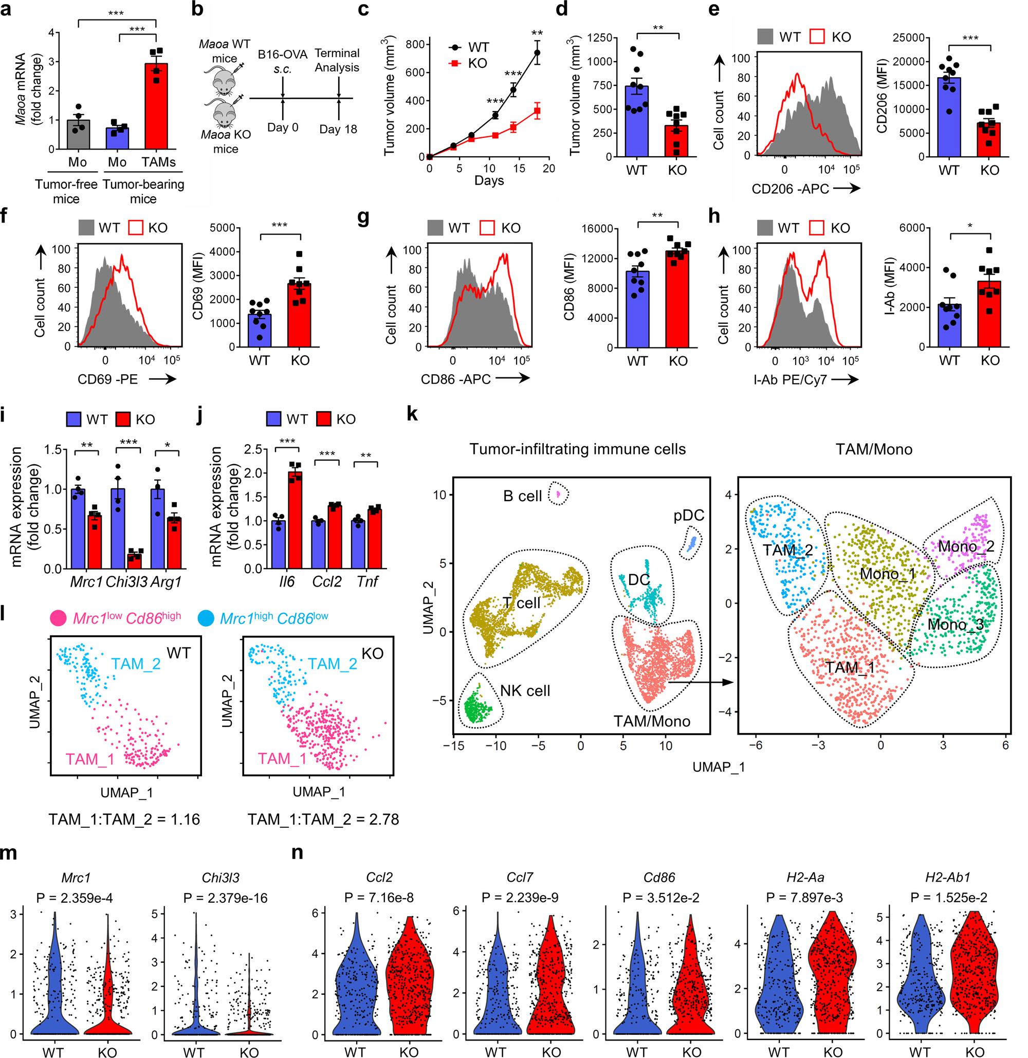 Fig. 1: MAO-A-deficient mice show reduced tumor growth associated with altered TAM polarization.