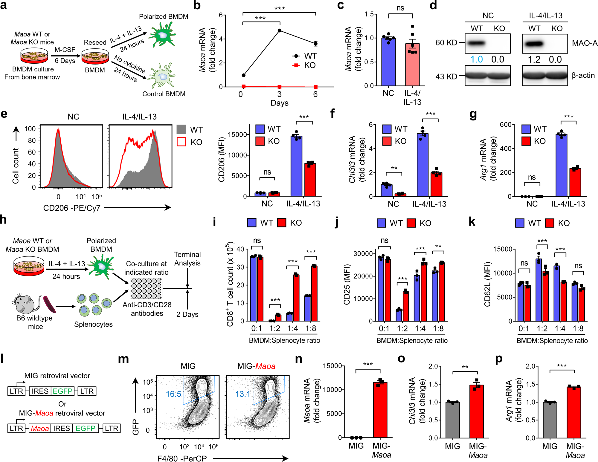Fig. 3: MAO-A promotes macrophage immunosuppressive polarization.