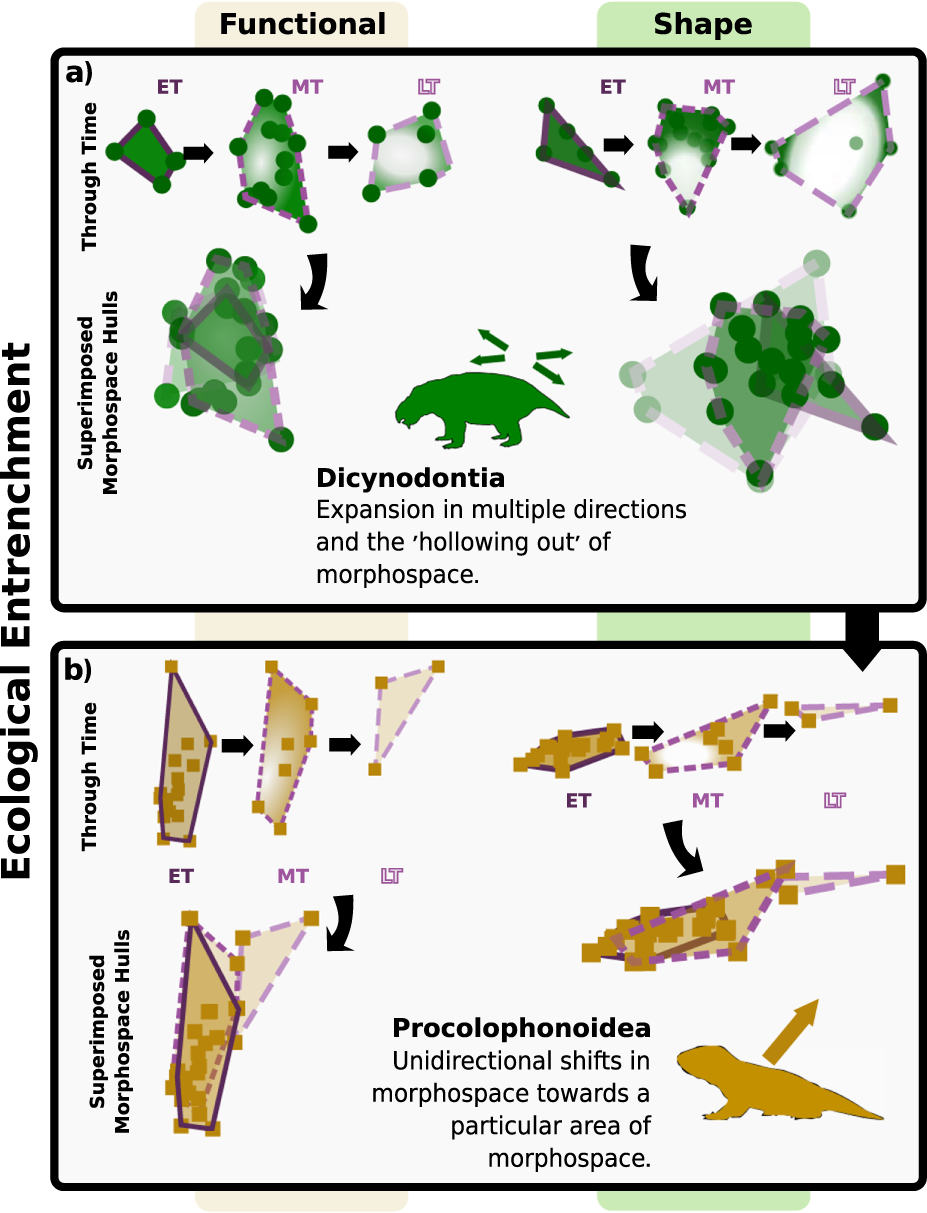 Fig. 6: Ecological entrenchment illustrated using morphospace occupation through time.