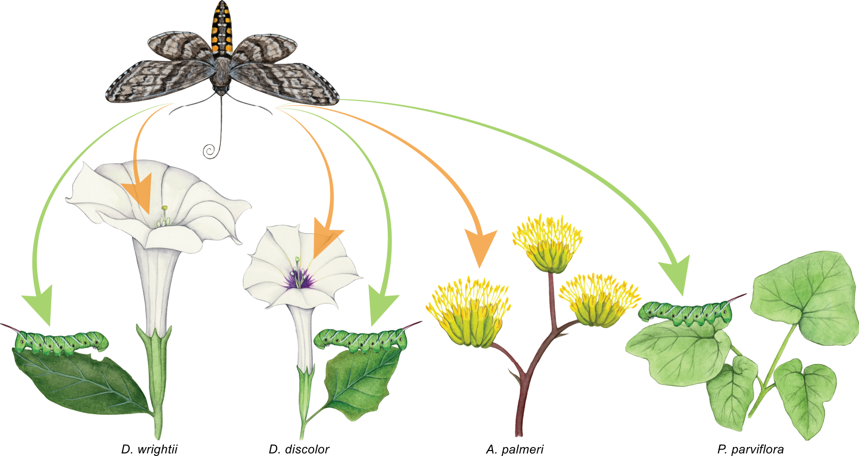 Coevolutionary transitions from antagonism to mutualism explained by the Co-Opted Antagonist Hypothesis | Nature Communications Coevolutionary transitions from antagonism to mutualism explained by the Co-Opted Antagonist Hypothesis | Nature Communications