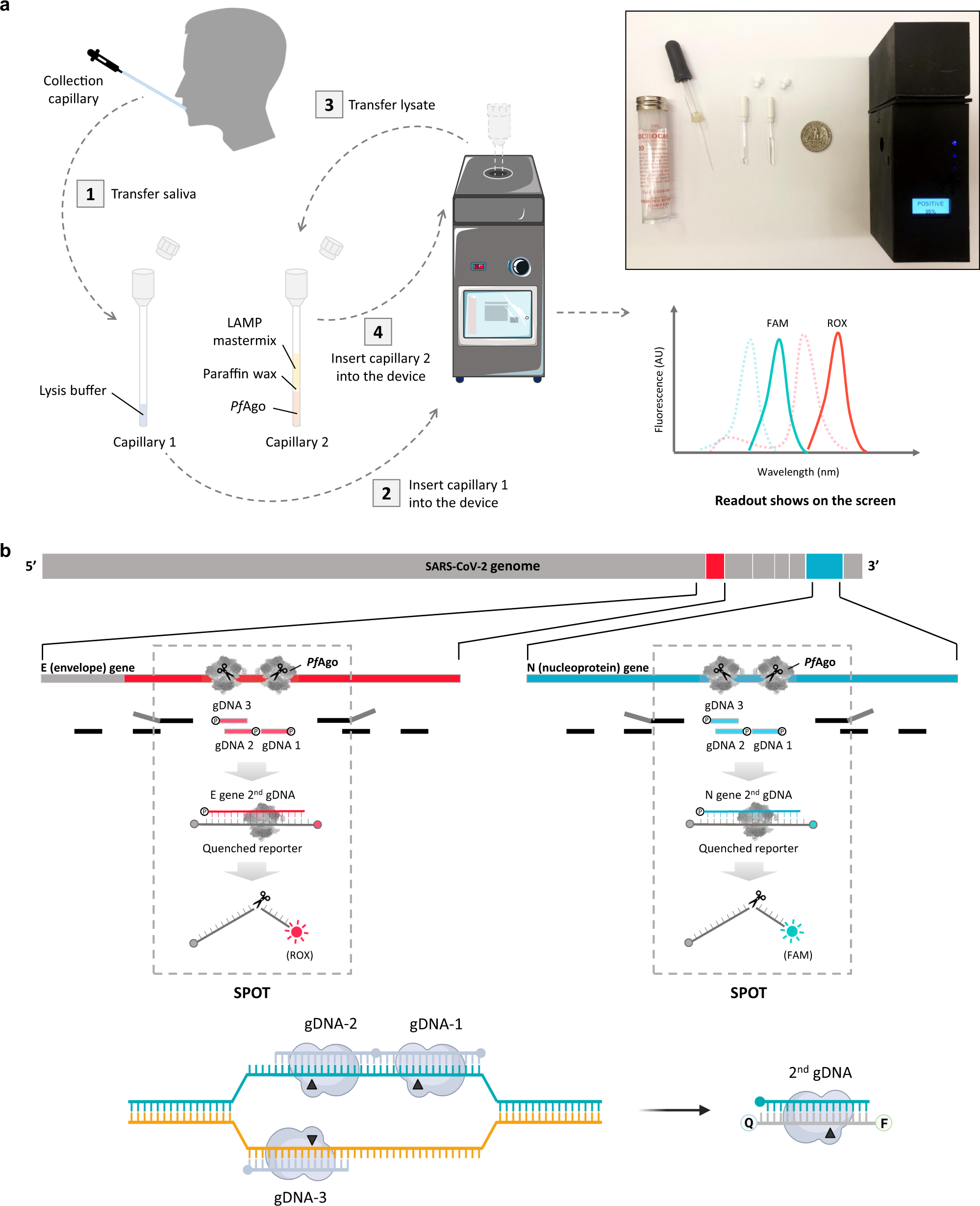 A rapid, accurate, scalable, and portable testing system for COVID-19  diagnosis | Nature Communications