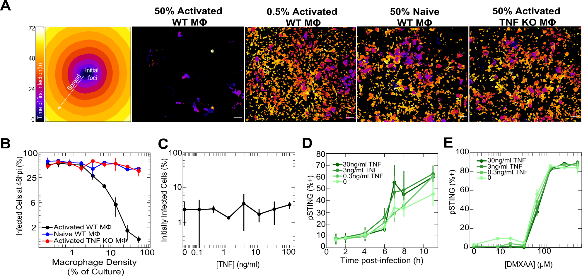 Tnf Controls A Speed Accuracy Tradeoff In The Cell Death Decision To Restrict Viral Spread Nature Communications