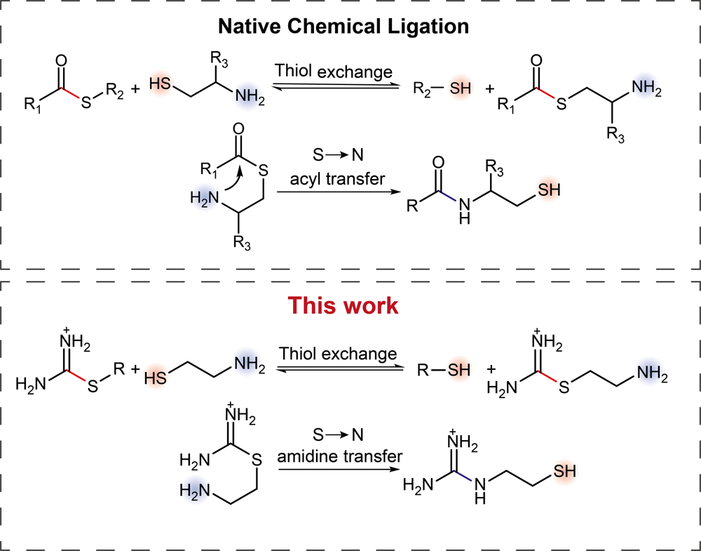 Autocatalytic And Oscillatory Reaction Networks That Form Guanidines And Products Of Their Cyclization Nature Communications Autocatalytic And Oscillatory Reaction Networks That Form Guanidines And Products Of Their Cyclization Nature Communications