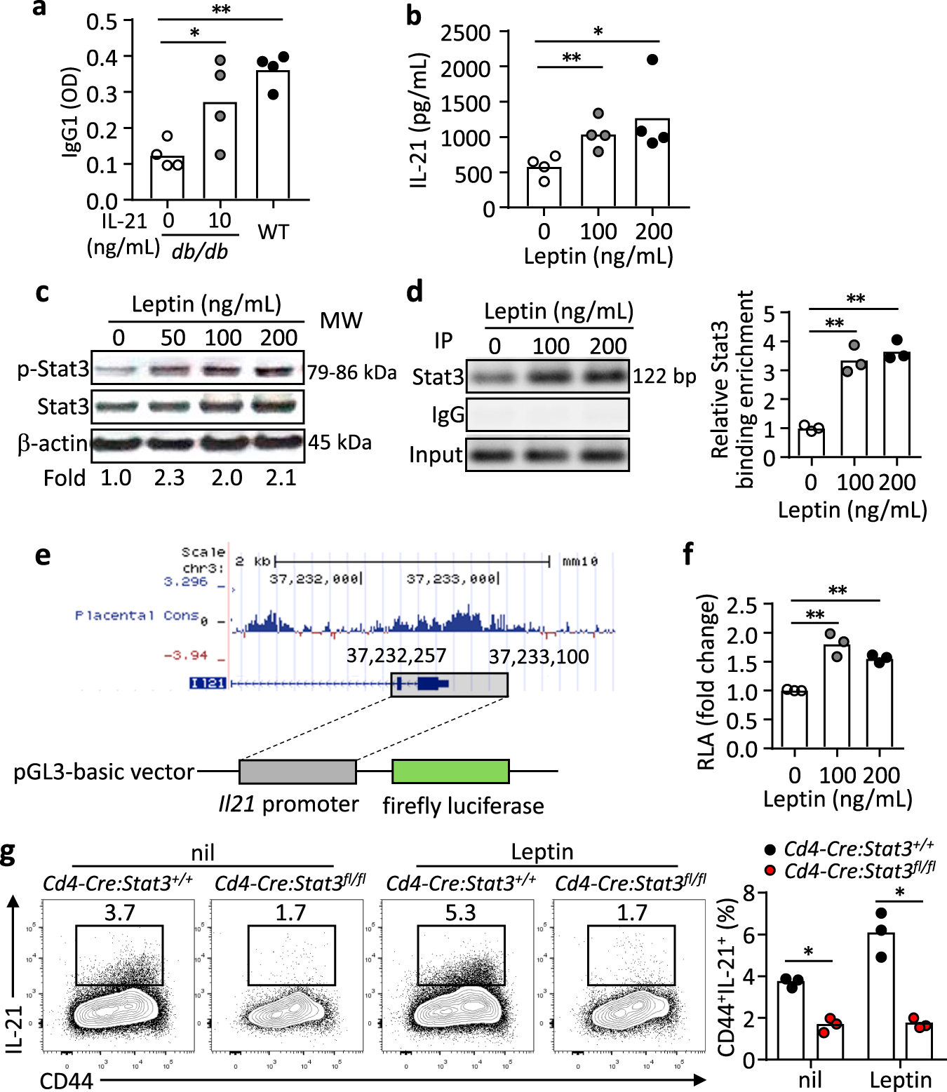 Fig. 5: Leptin promotes IL-21 production in a STAT3-dependent manner.