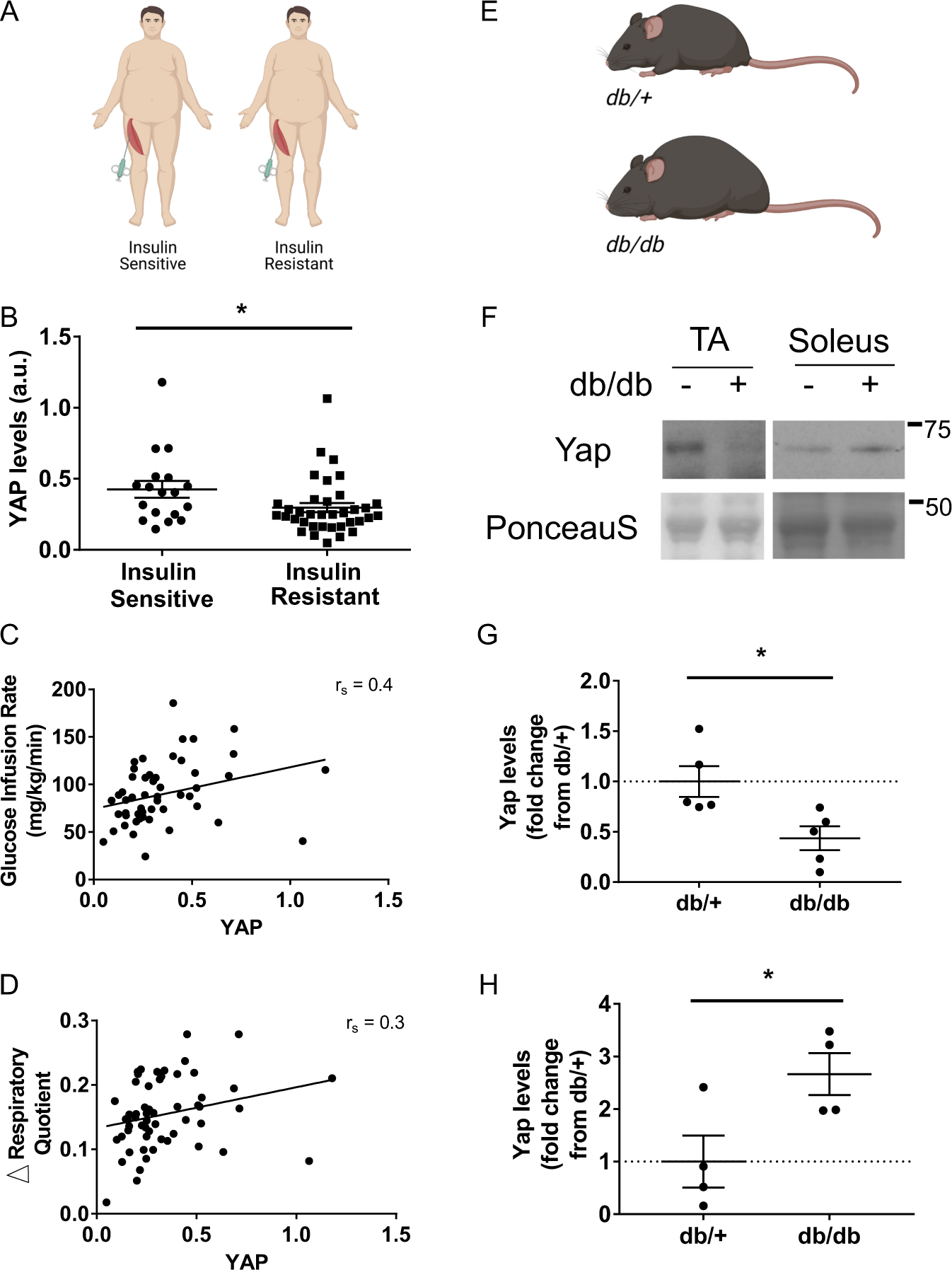 Yap Regulates Skeletal Muscle Fatty Acid Oxidation And Adiposity In Metabolic Disease Nature Communications