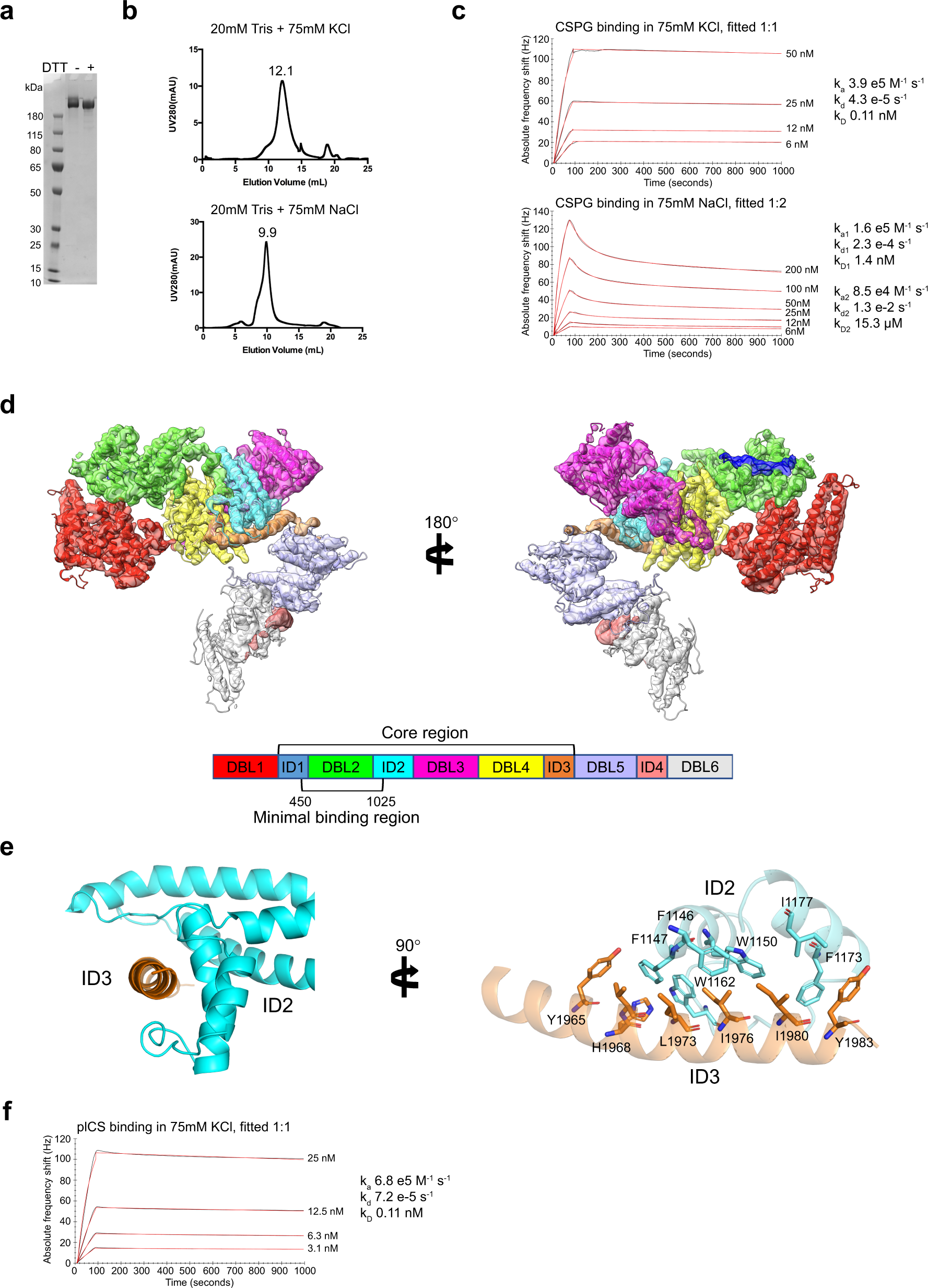 Cryo-EM reveals the architecture of placental malaria VAR2CSA and provides  molecular insight into chondroitin sulfate binding | Nature Communications