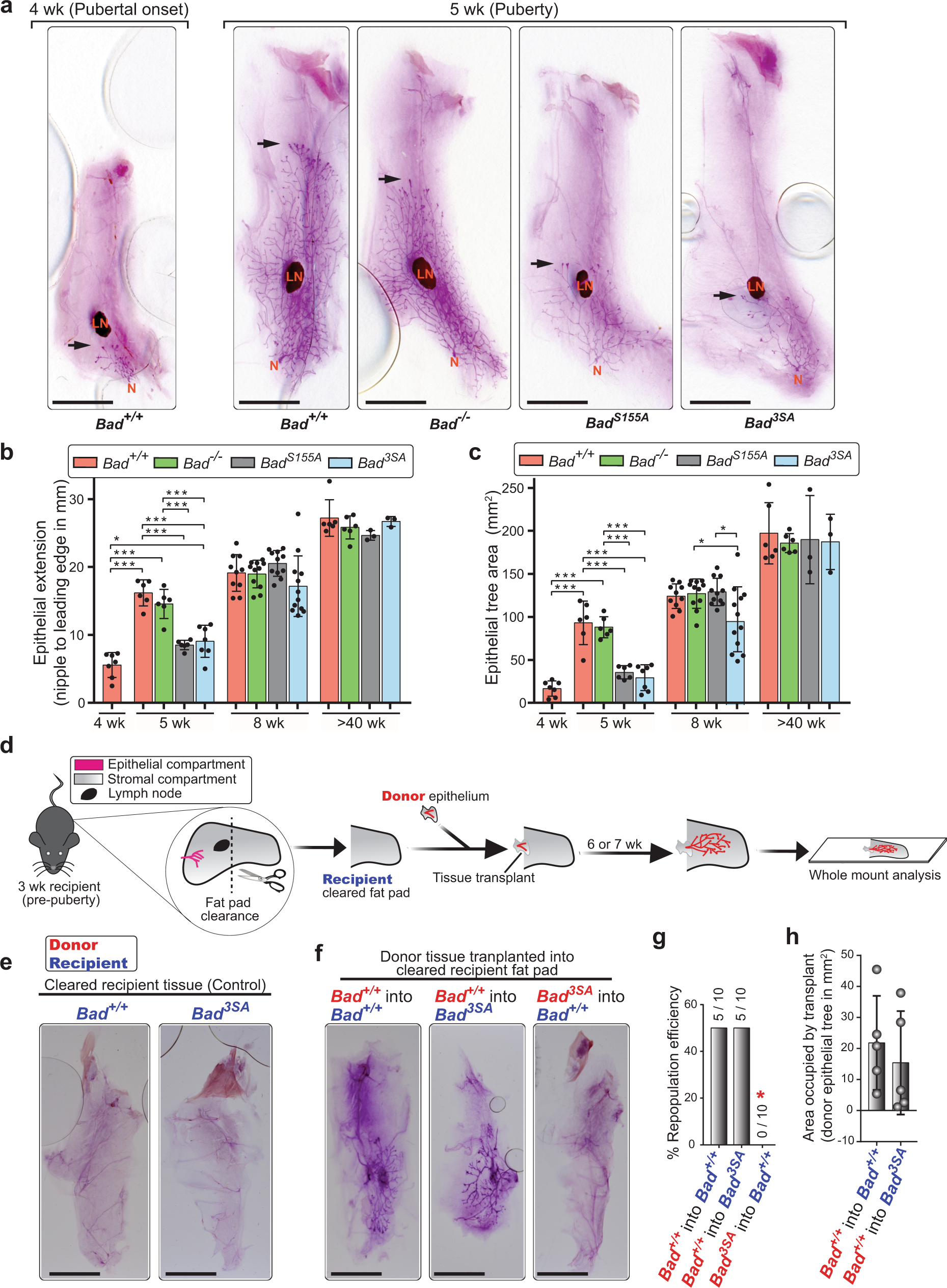 Fig. 2: Bad3SA shows defective mammary gland development in puberty that is derived from the epithelial compartment.