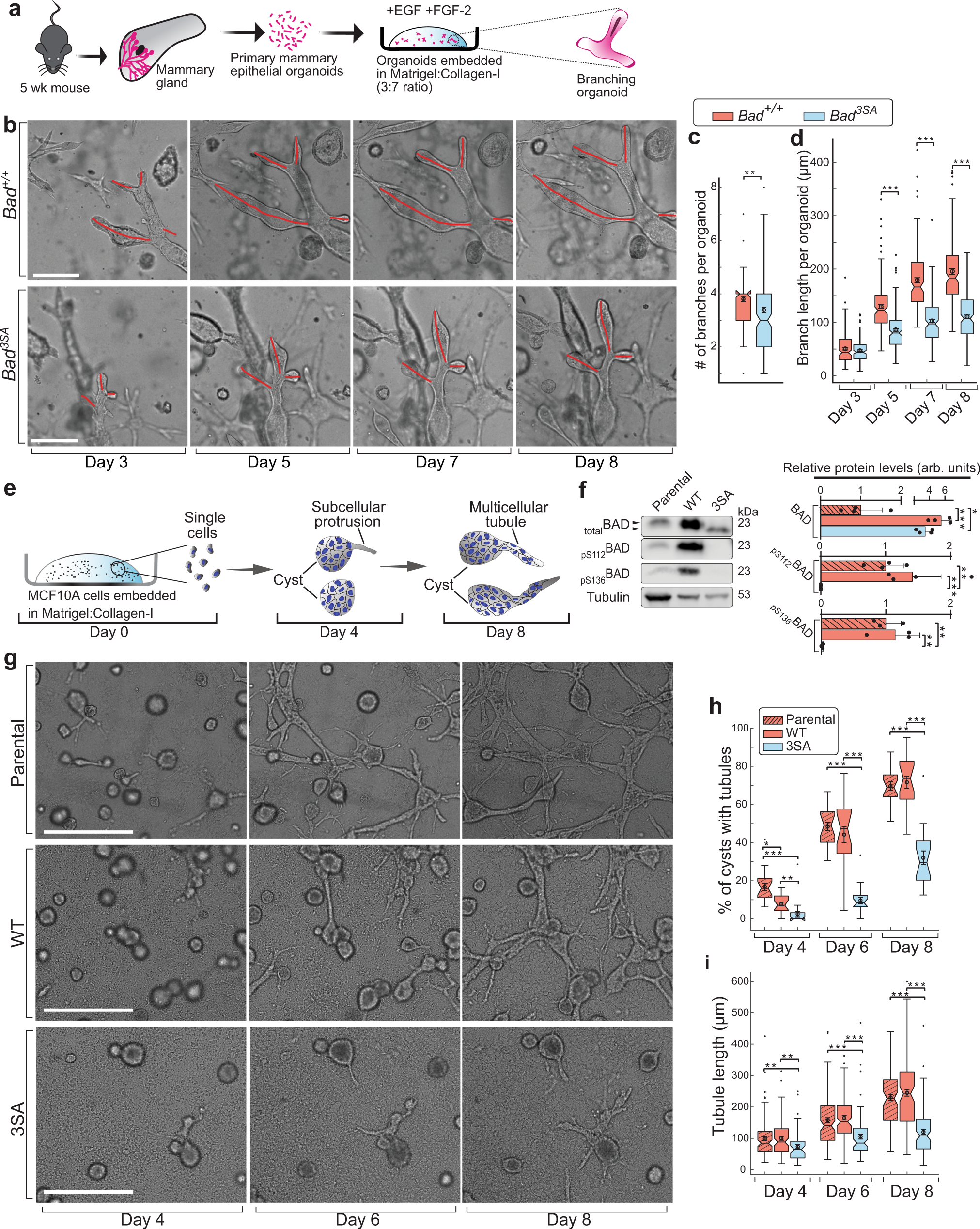 Fig. 3: 3D tissue organoid branching and MCF10A tubulogenesis assays show non-phosphorylatable BAD imparts defects.