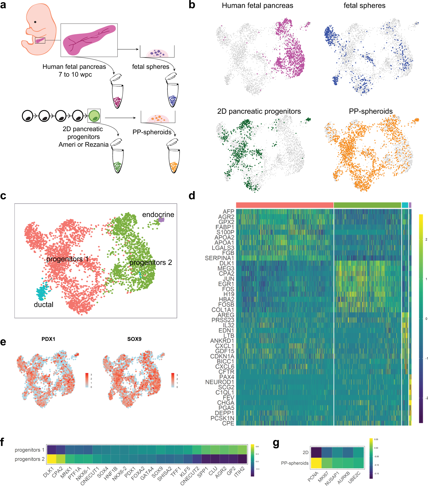 Fig. 3: Benchmarking of cells in vitro to human fetal pancreas.