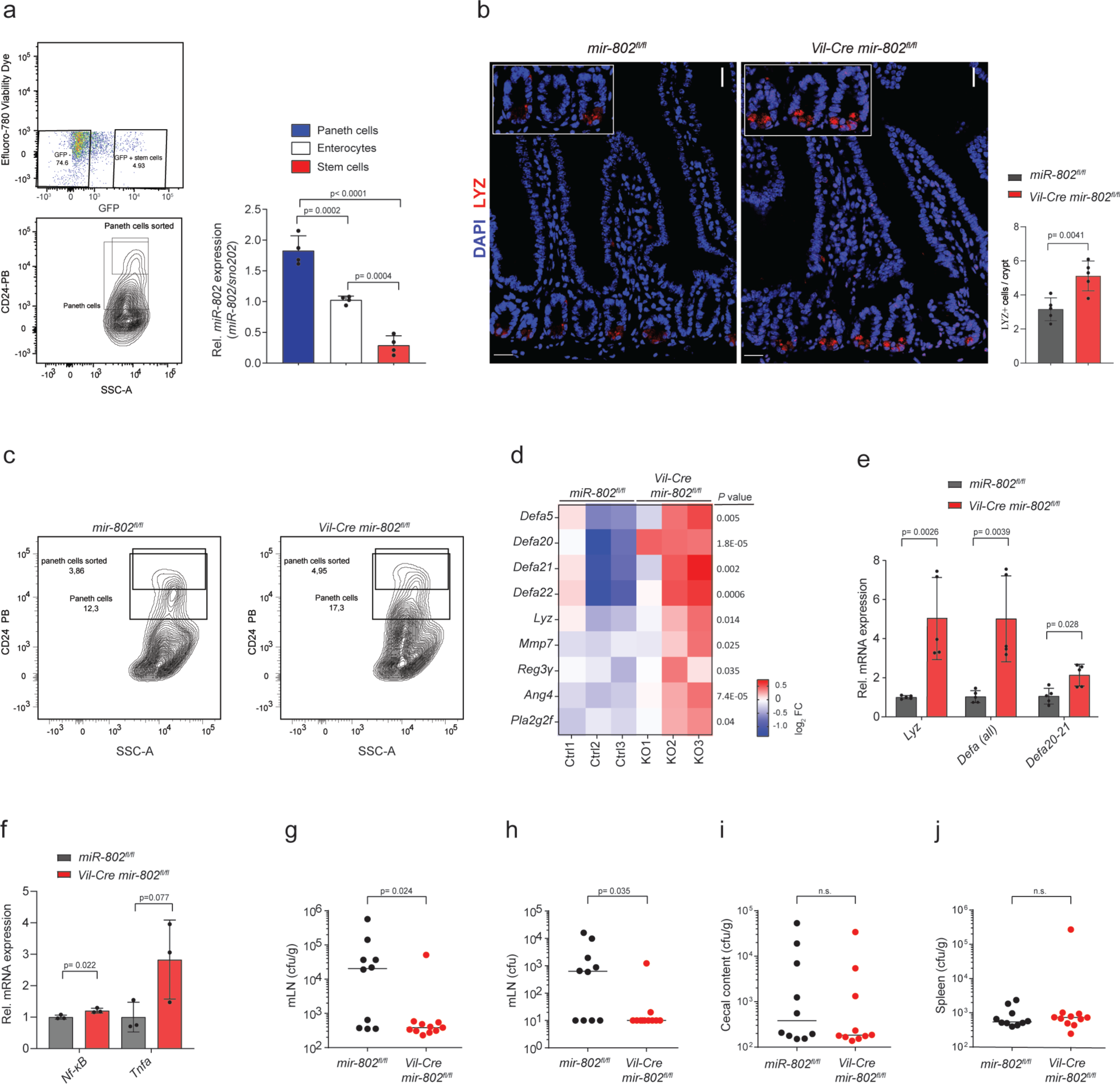Fig. 2: miR-802 regulates intestinal Paneth cell expansion.