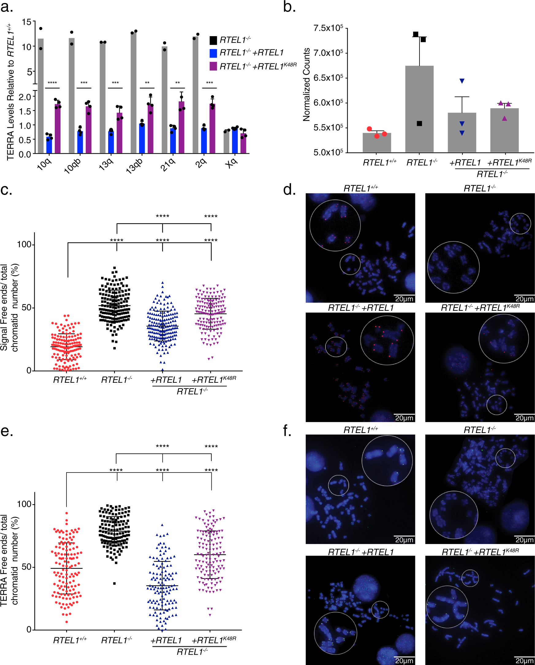 Fig. 4: RTEL1 Influences TERRA Localization.