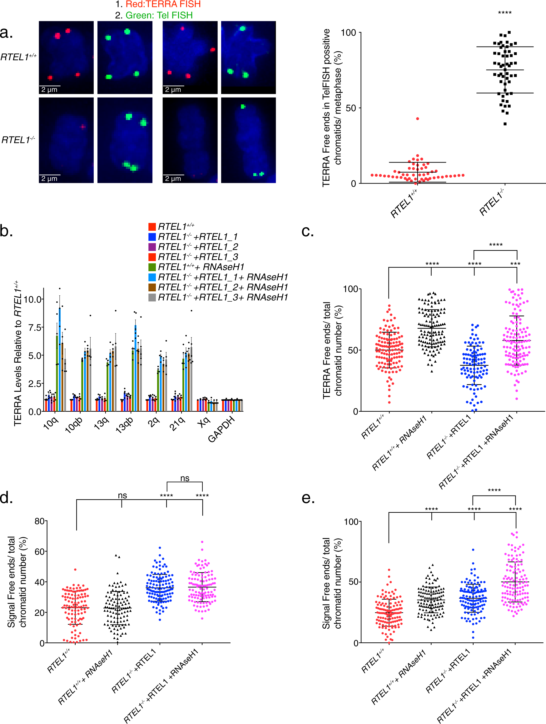 Fig. 5: RNAse H1 overexpression partially phenocopies RTEL1 deficiency.