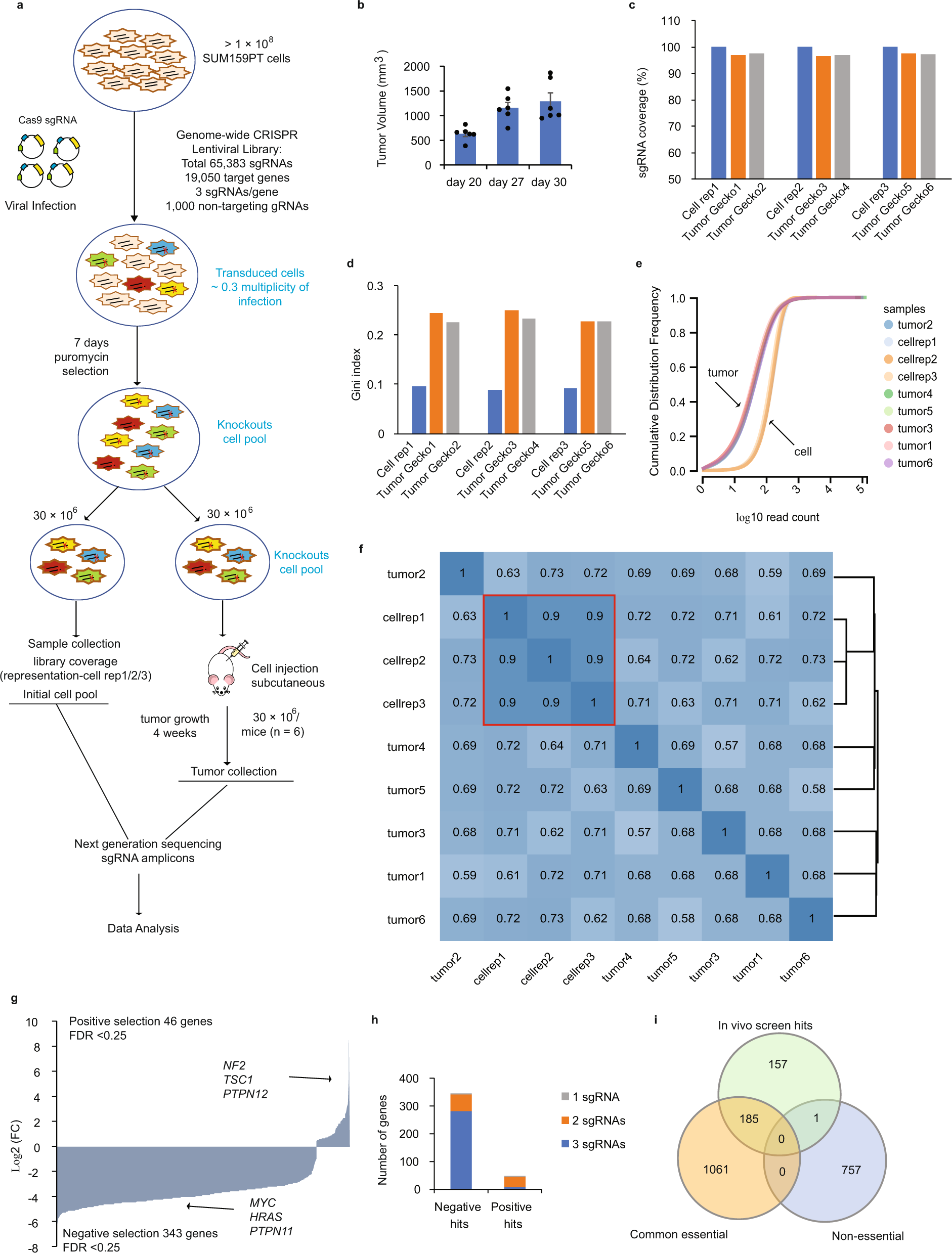 In vivo genome-wide CRISPR screen reveals breast cancer vulnerabilities and  synergistic mTOR/Hippo targeted combination therapy | Nature Communications