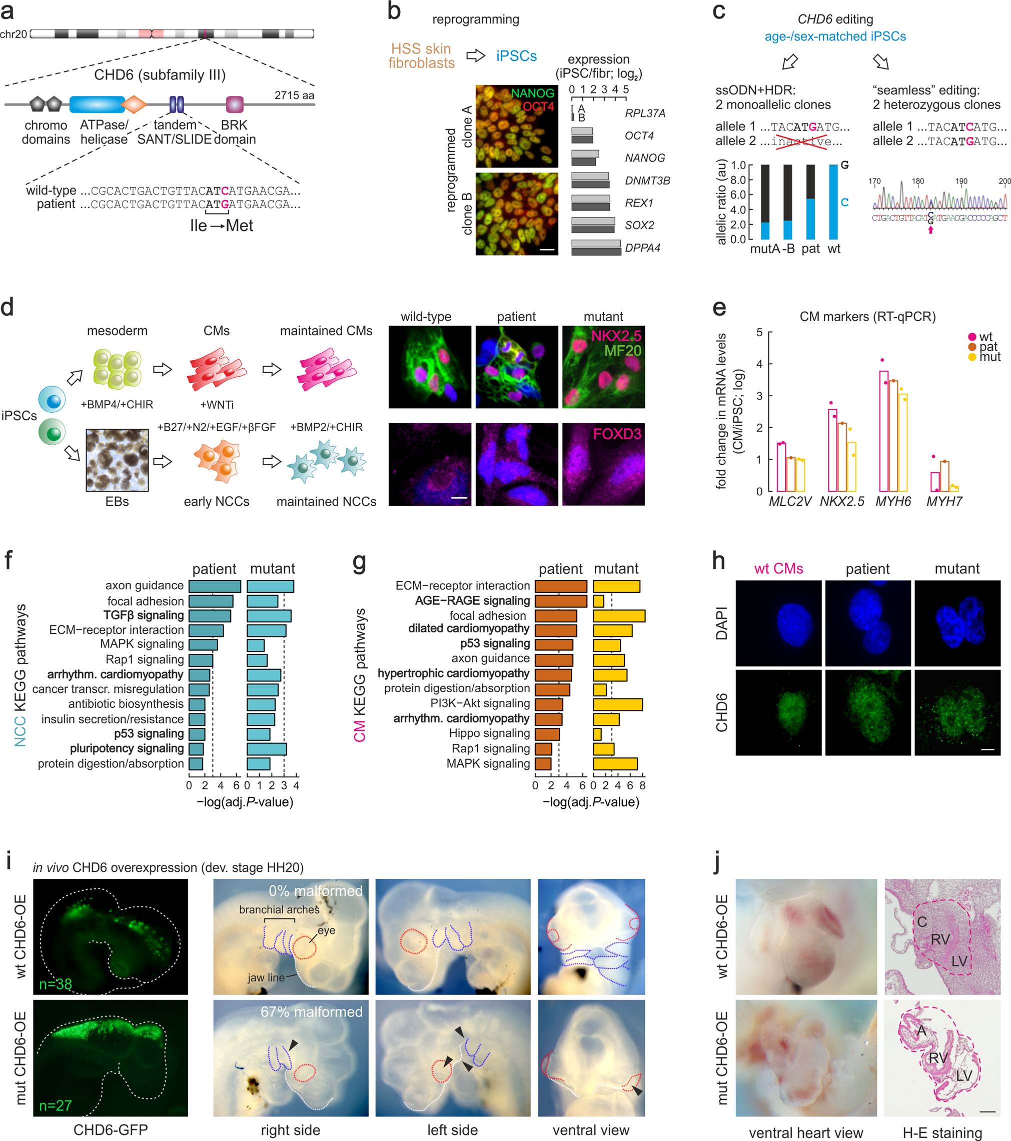 Overarching control of autophagy and DNA damage response by CHD6 revealed by  modeling a rare human pathology | Nature Communications