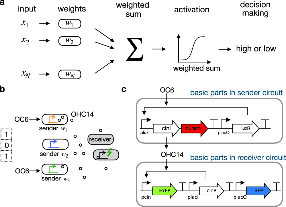 Learning how network structure shapes decision-making for bio-inspired  computing