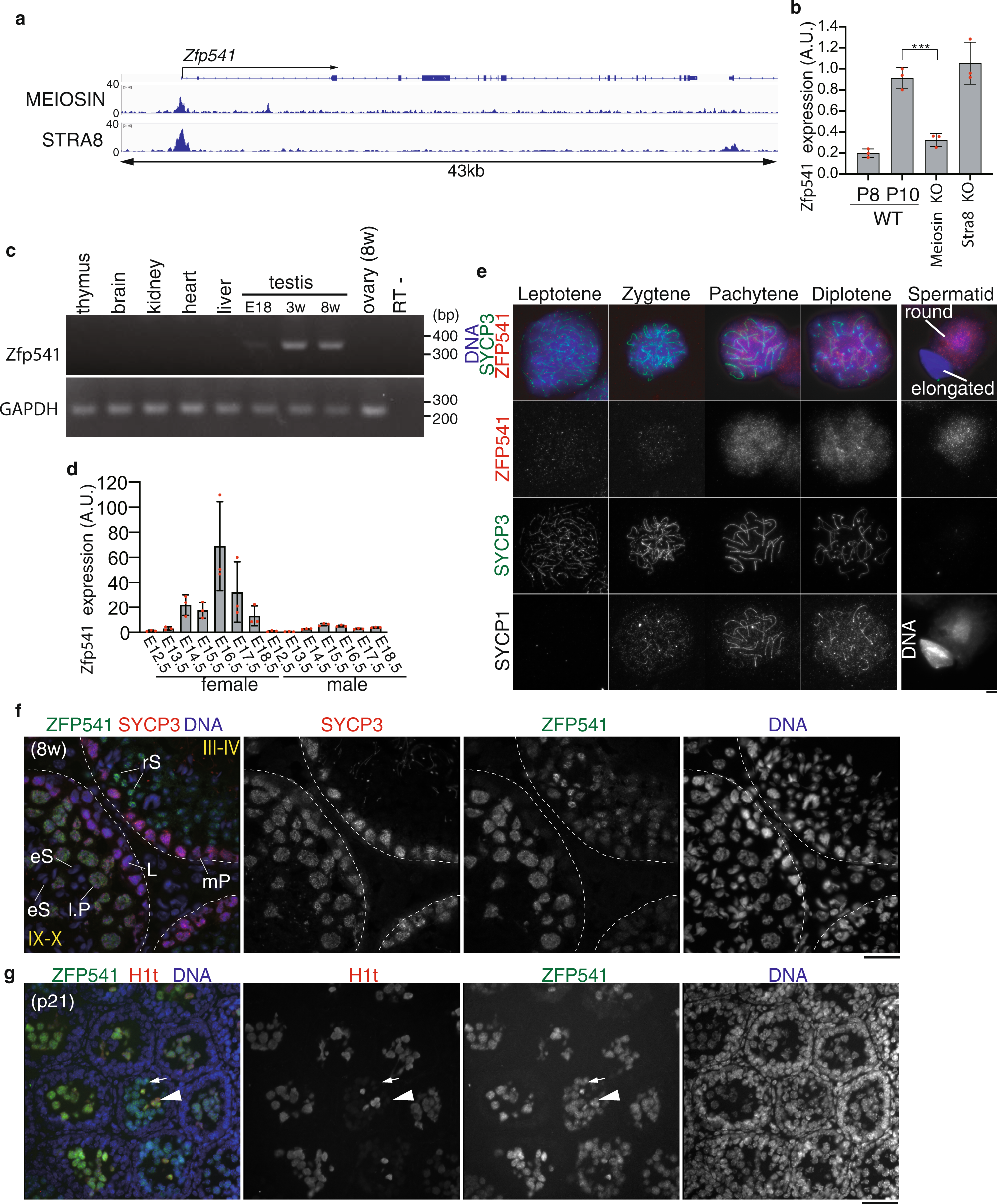 Meiosis-specific ZFP541 repressor complex promotes developmental progression of meiotic prophase towards completion during mouse spermatogenesis Nature Communications image