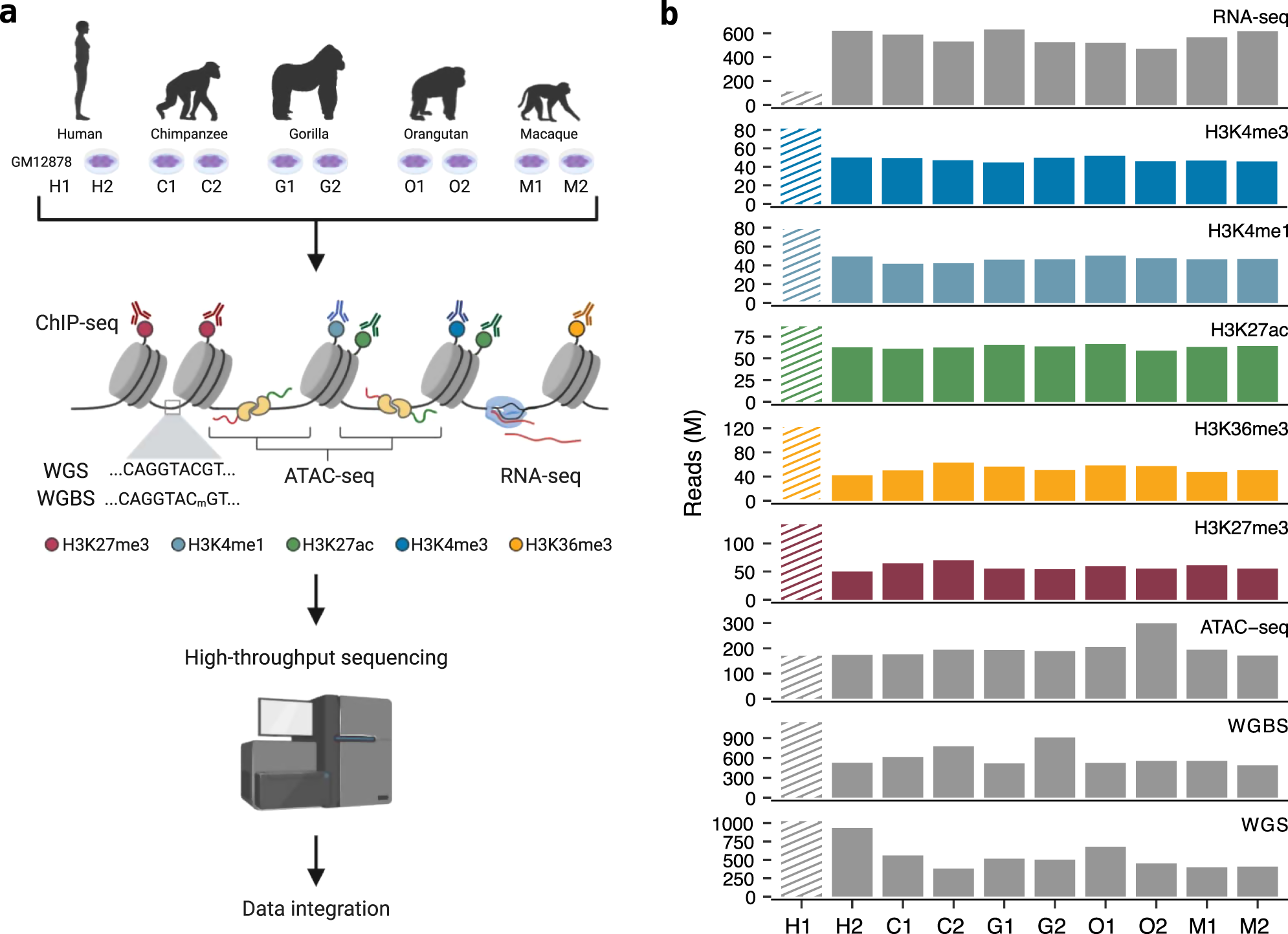 Epigenomic Profiling Of Primate Lymphoblastoid Cell Lines Reveals The Evolutionary Patterns Of Epigenetic Activities In Gene Regulatory Architectures Nature Communications