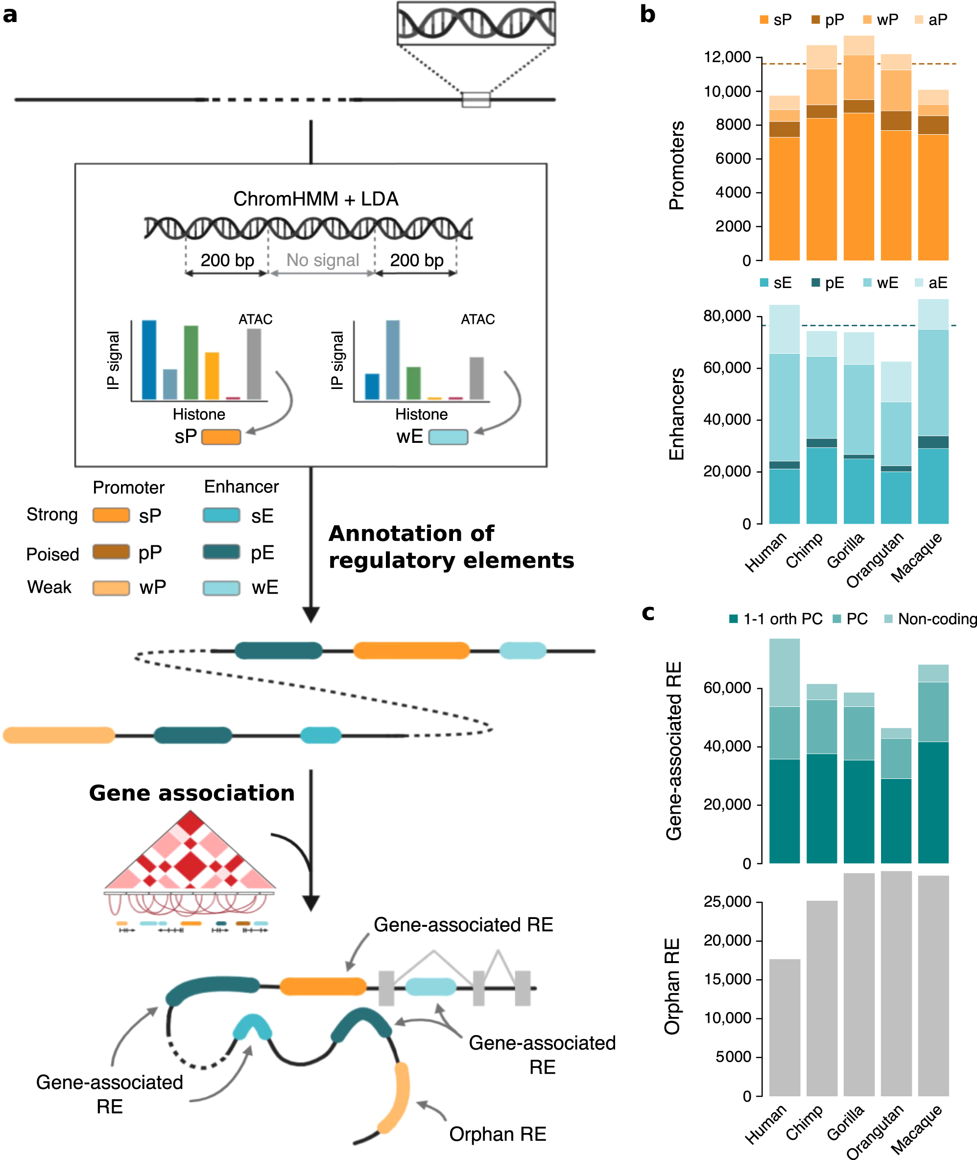 Fig. 2: Epigenetic and regulatory characterization of RE annotated in primates.