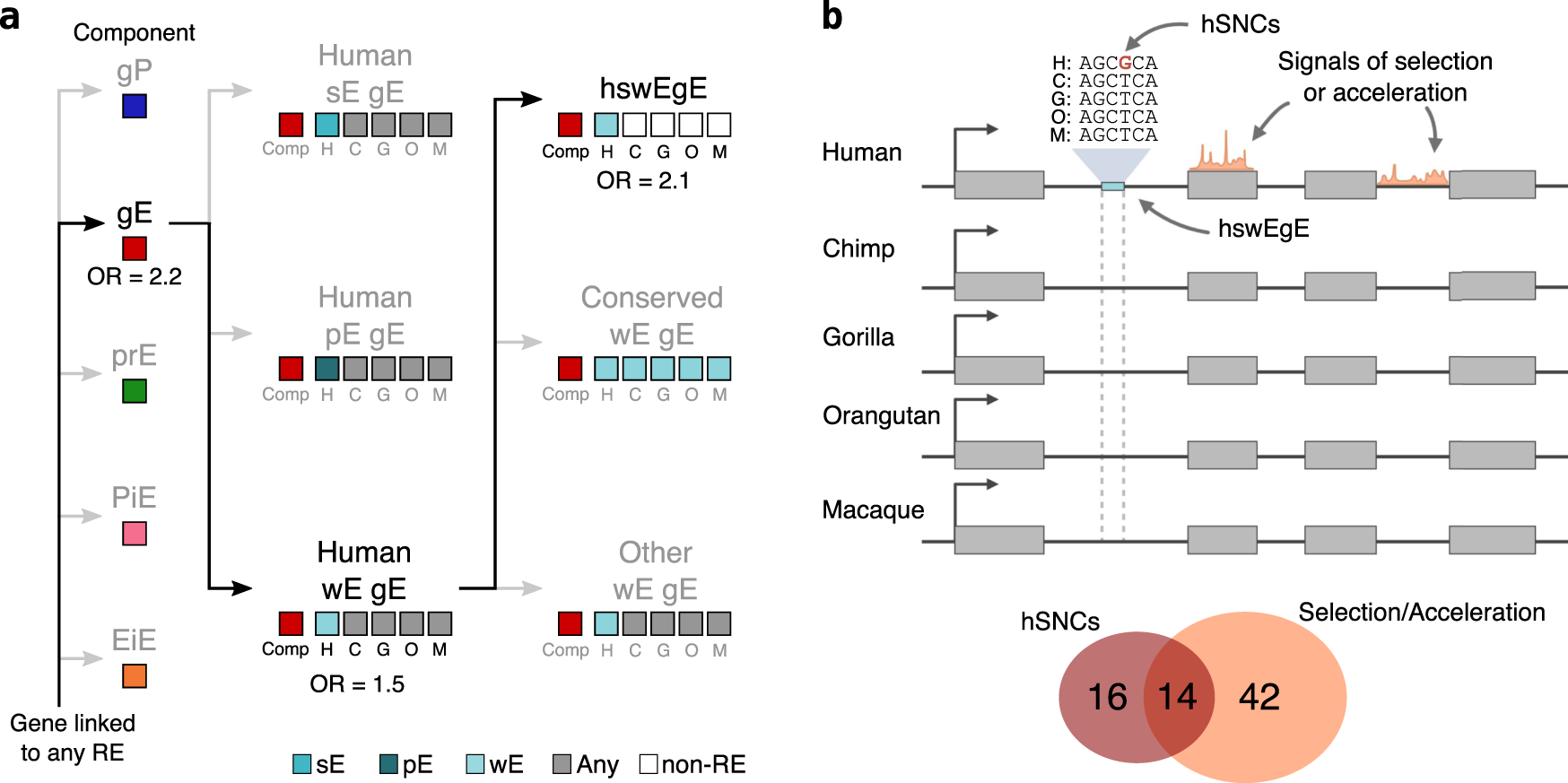 Fig. 6: Human-specific intragenic enhancers with weak activities (hswEgE) co-localize with signals of recent human selection and acceleration and human-specific nucleotide changes.