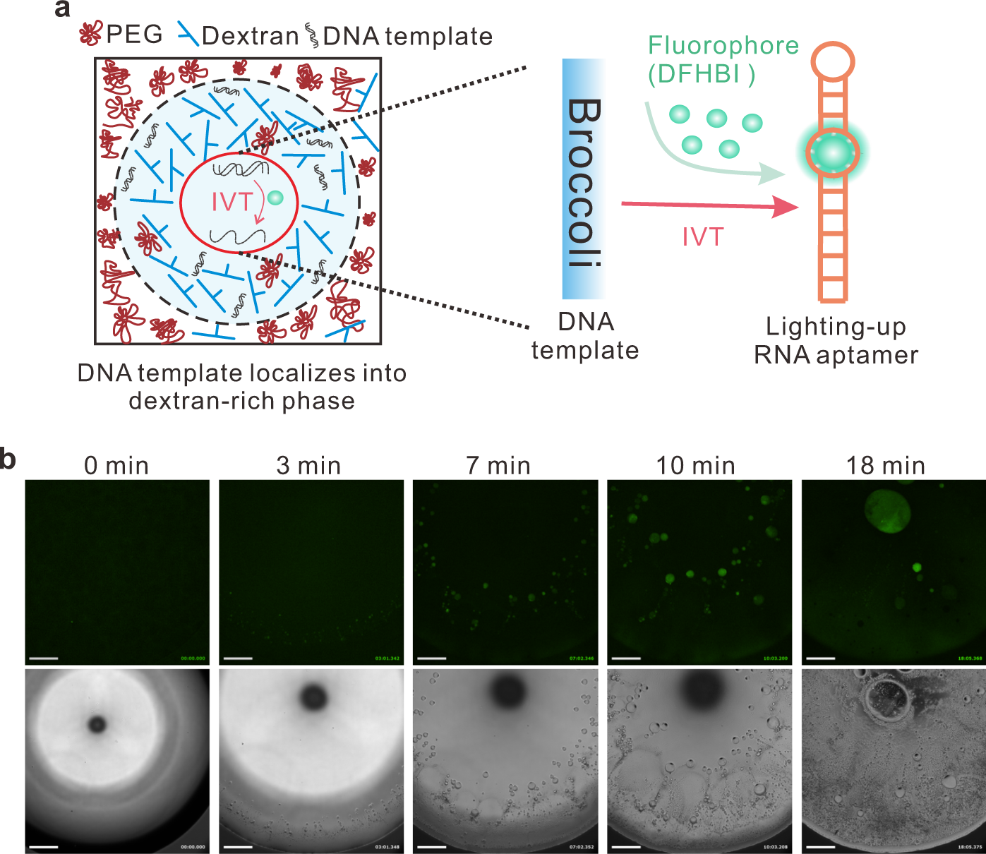 Fig. 4: In vitro transcription of functional RNA aptamers inside the evaporating sessile droplets.