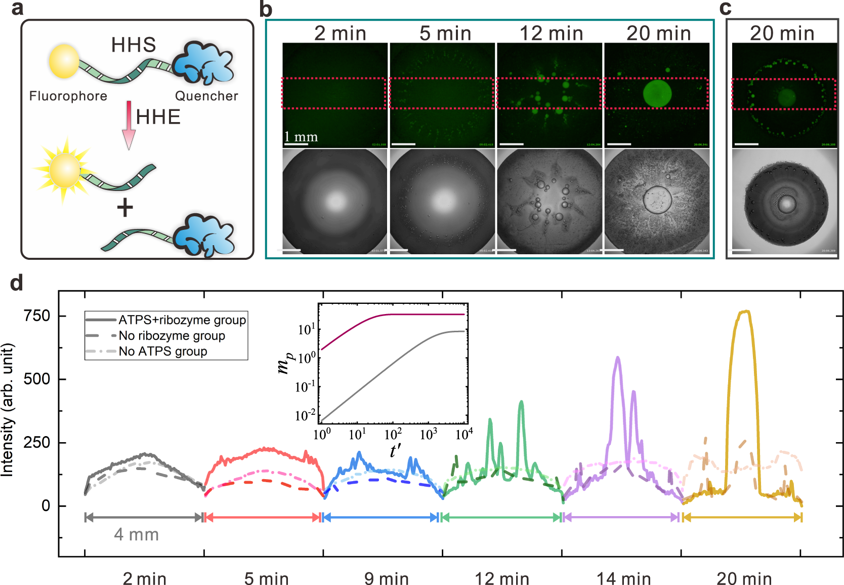 Fig. 5: Enhanced ribozyme cleavage by compartmentalization.