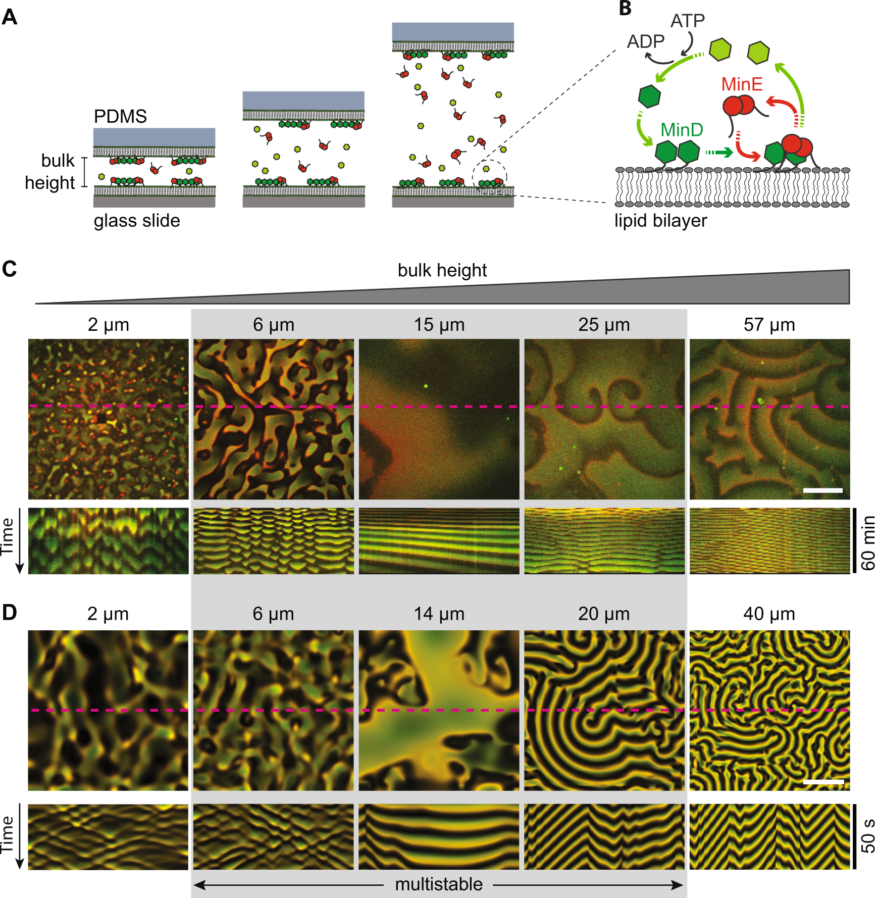Bulk-surface coupling identifies the mechanistic connection between Min-protein  patterns in vivo and in vitro | Nature Communications