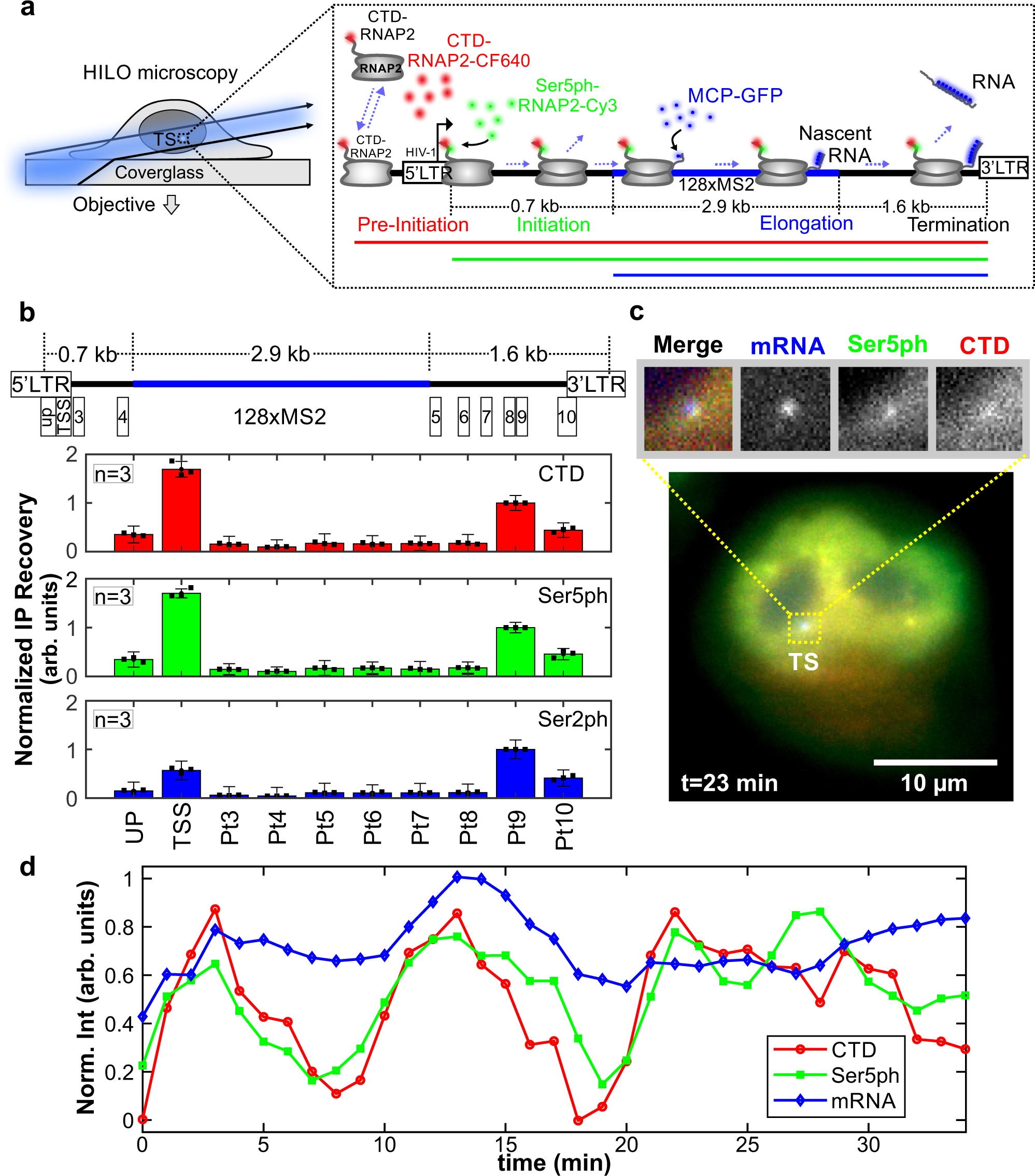 Live-cell imaging reveals the spatiotemporal organization of endogenous RNA  polymerase II phosphorylation at a single gene | Nature Communications