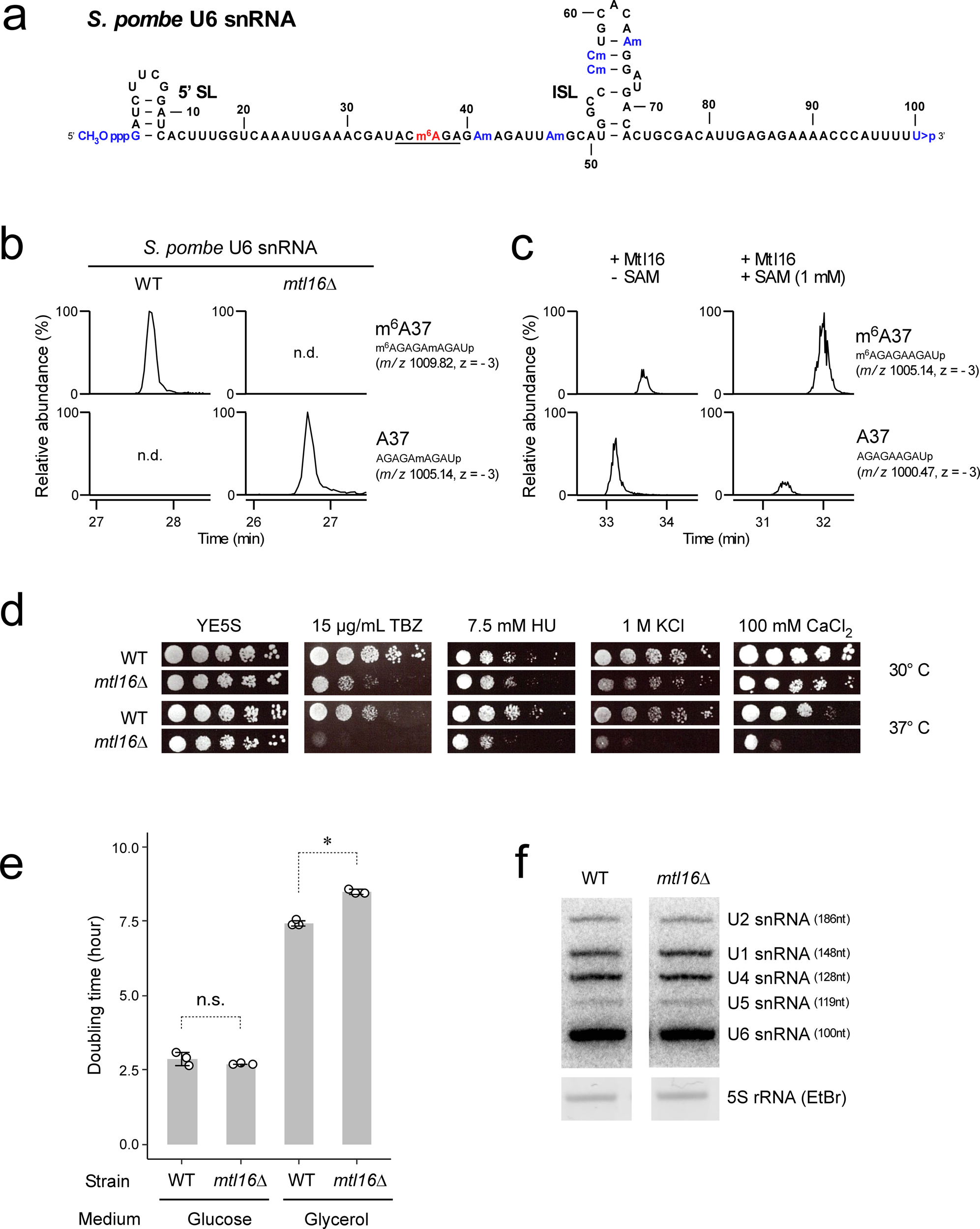 A Single M6a Modification In U6 Snrna Diversifies Exon Sequence At The 5 Splice Site Nature Communications A Single M6a Modification In U6 Snrna Diversifies Exon Sequence At The 5 Splice Site Nature Communications