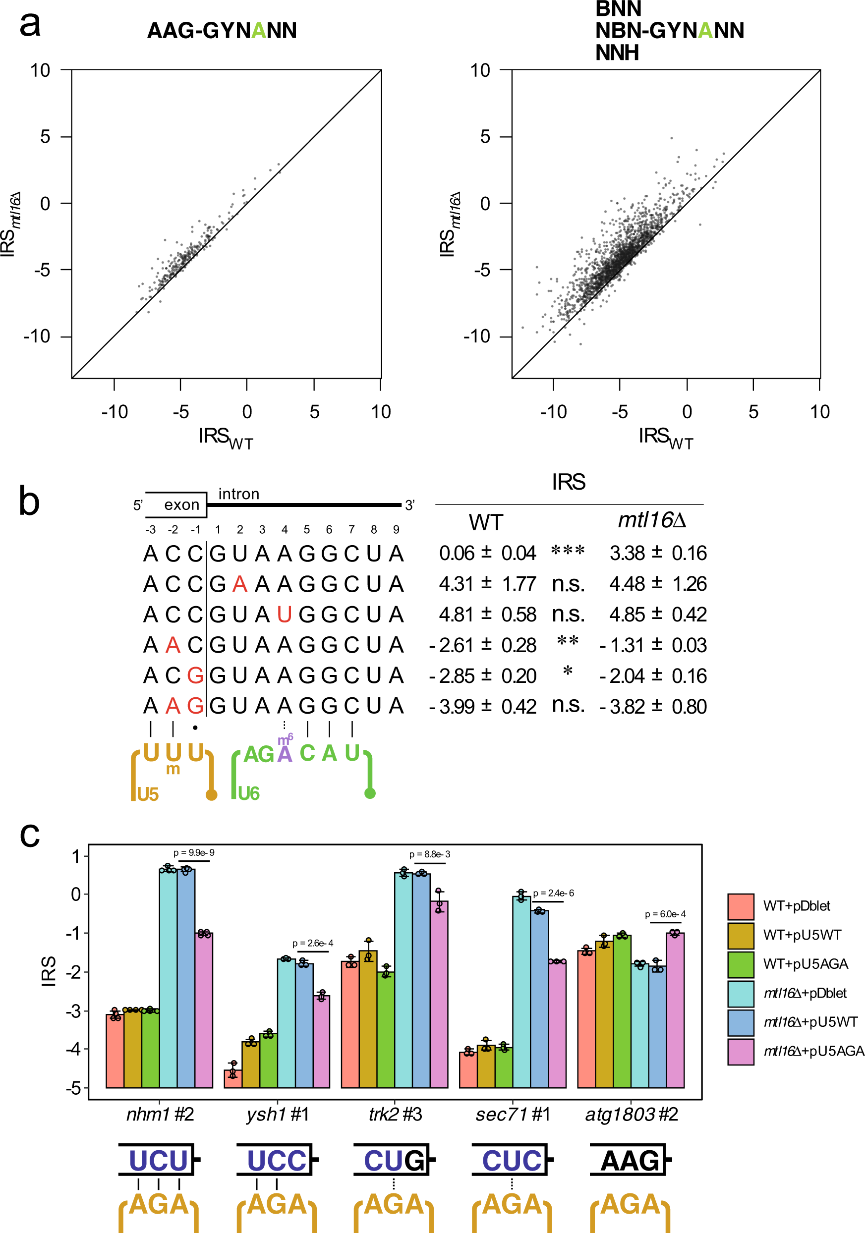 Fig. 4: Splicing defect of A4 introns was suppressed by the AAG sequence of the 5′ exon.