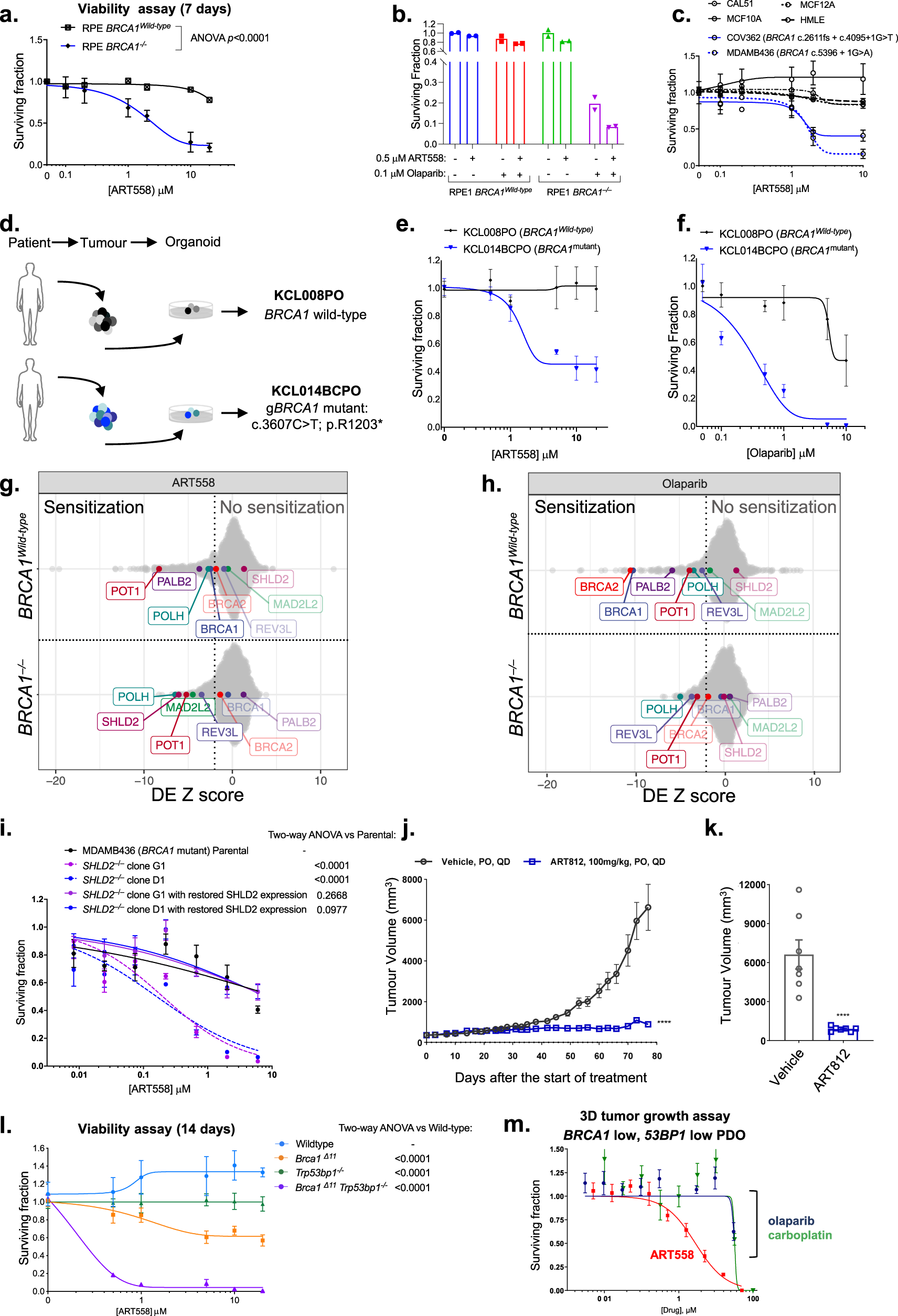 Fig. 3: Defects in the Shieldin complex cause PARP inhibitor resistance but Polθ inhibitor synthetic lethality.