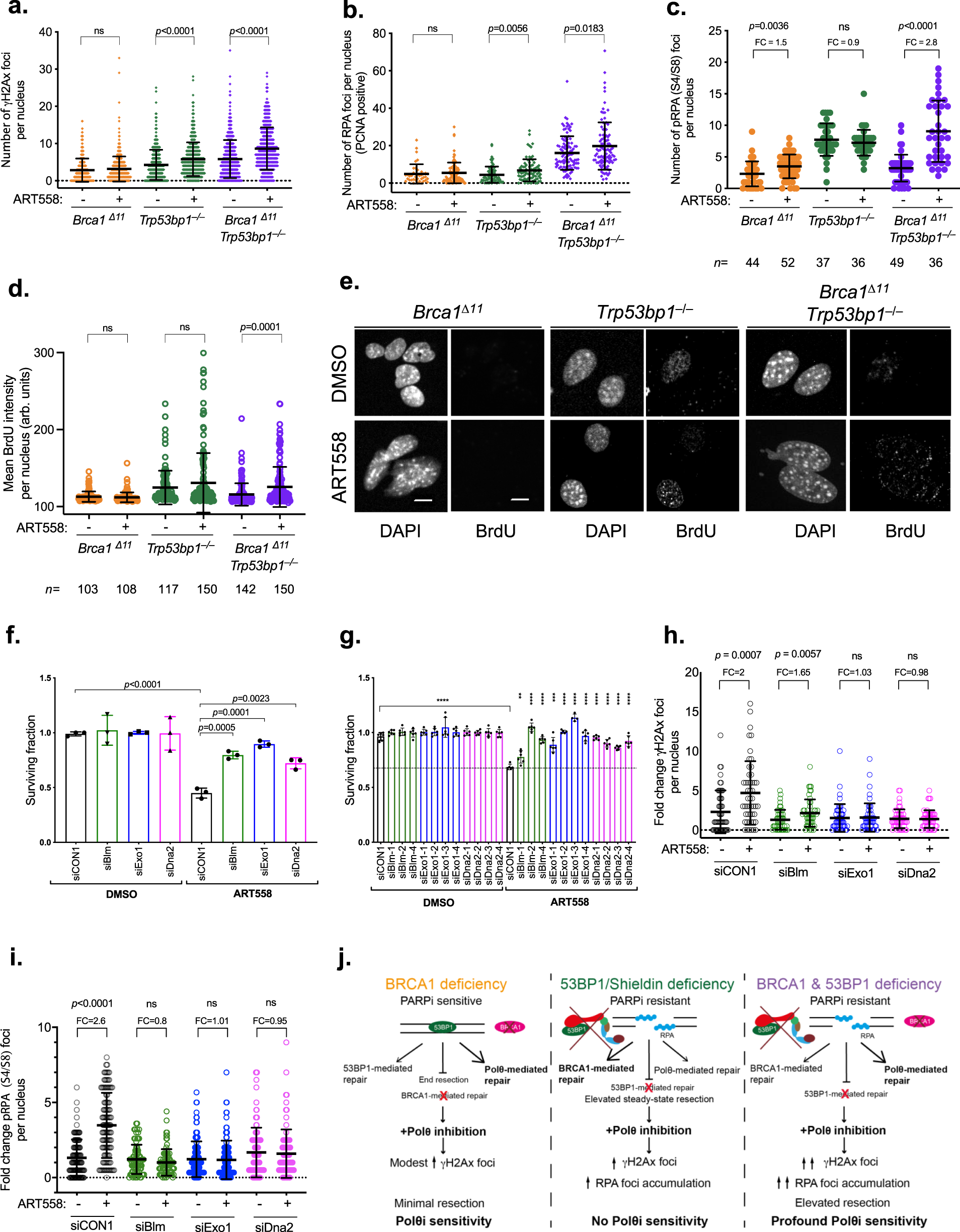 Fig. 4: DNA damage-related phenotypes in Brca1∆11;Trp53bp1‒/‒ cells exposed to ART558.