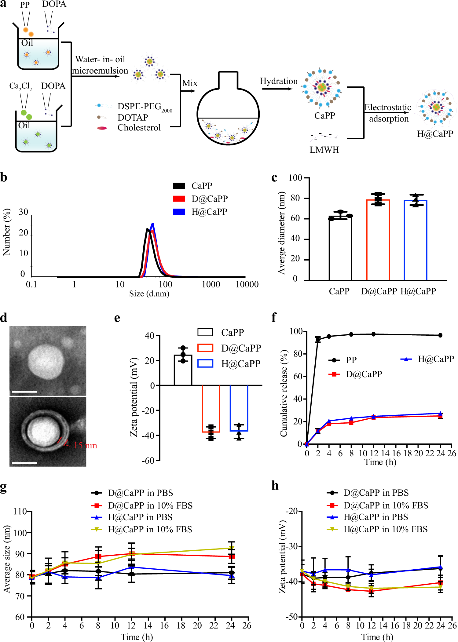 Fig. 2: Preparation and characterization of H@CaPP.