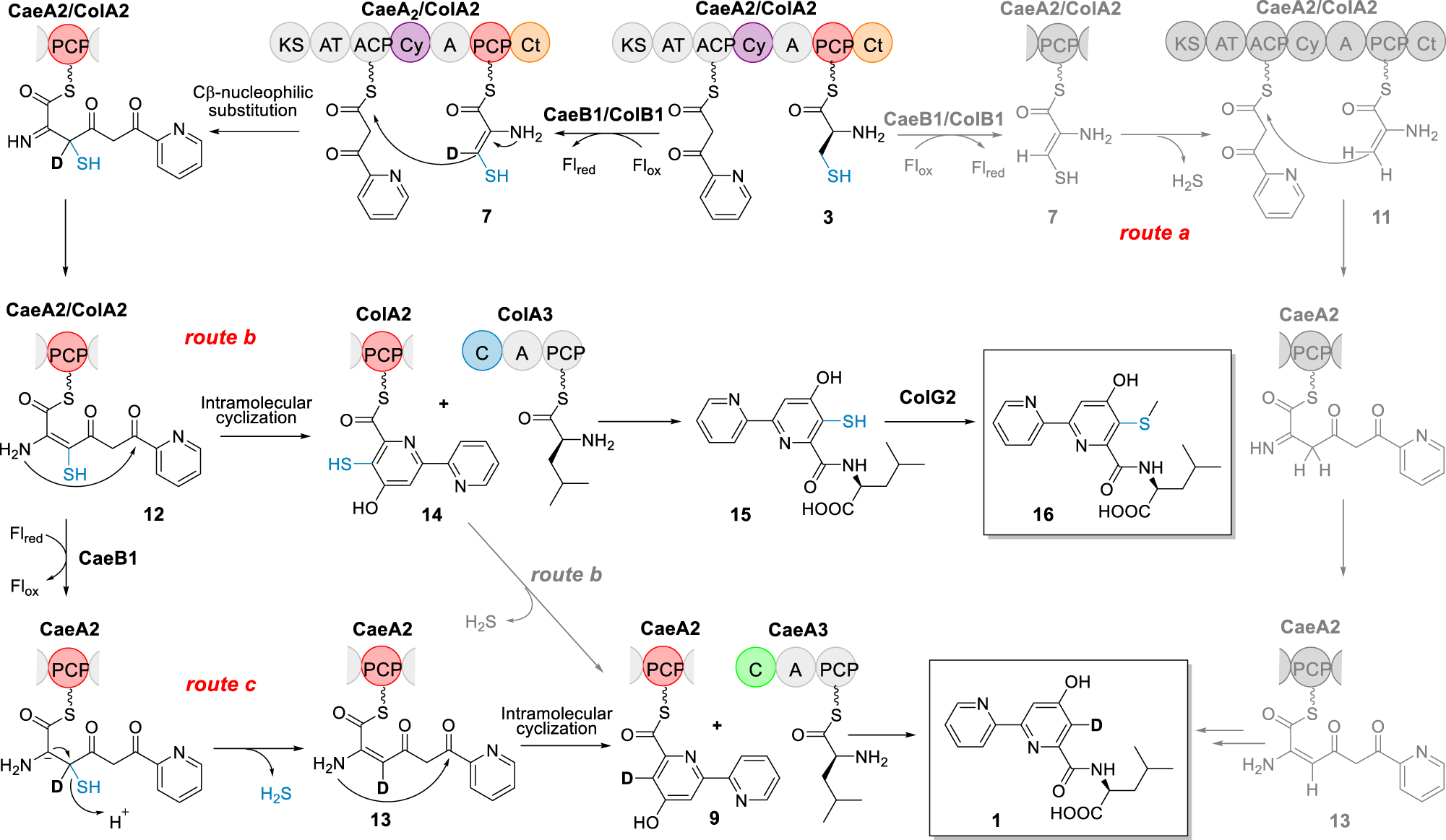 Fig. 5: Proposed mechanisms for 2,2’-bipyridine formation.