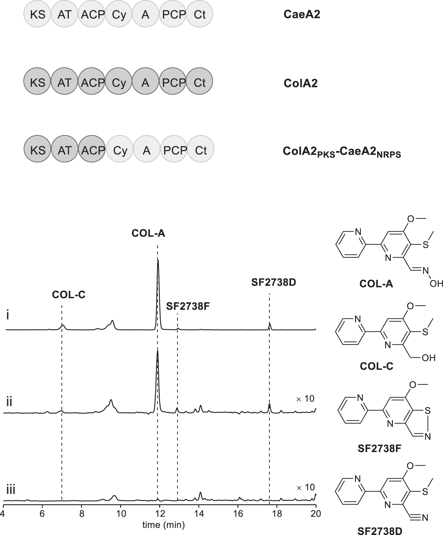 Fig. 6: Domain organization of the NRPSs CaeA2, ColA2, and ColA2PKS-CaeA2NRPS (Top) and HPLC analysis of COL-related products in S. roseosporus strains (below).