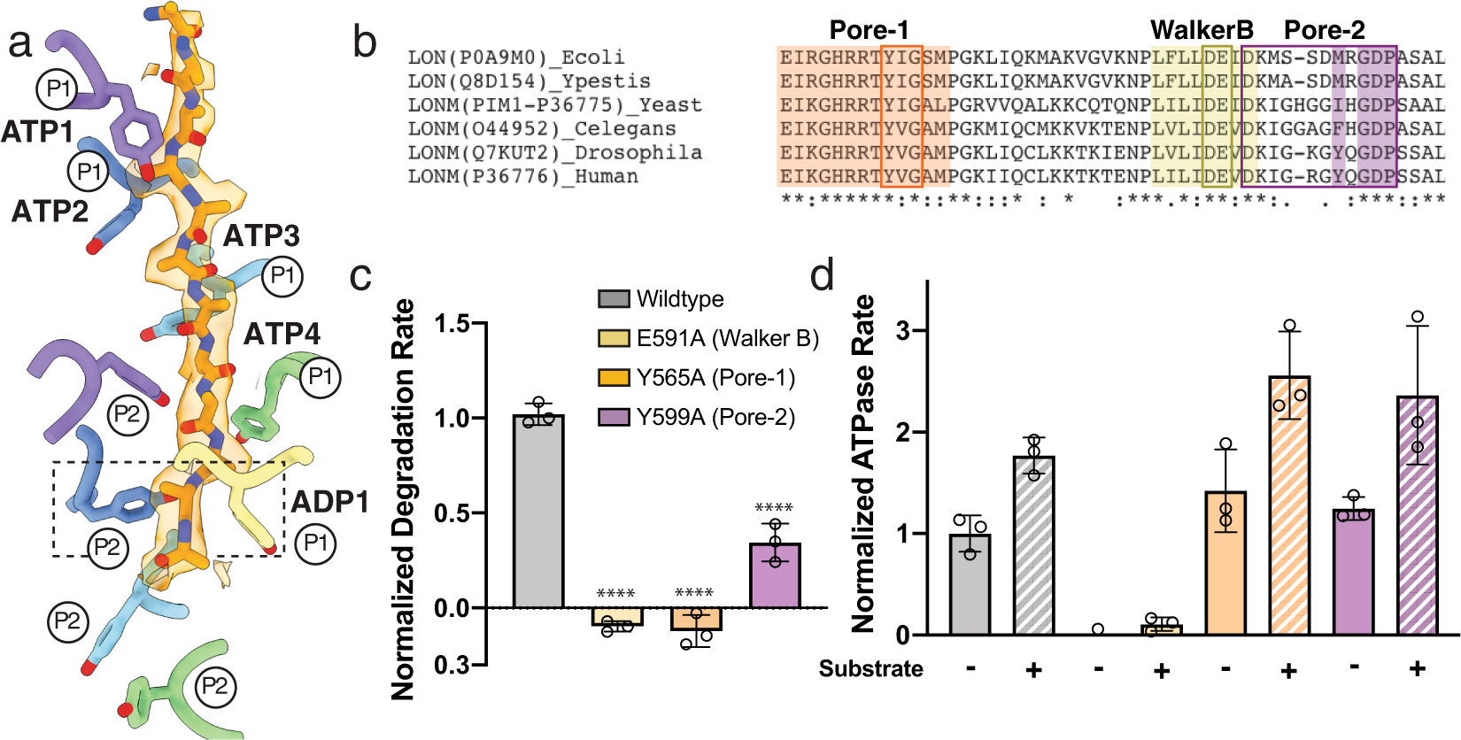 Fig. 2: LONP1 employs two pore loop aromatic residues to facilitate substrate translocation.