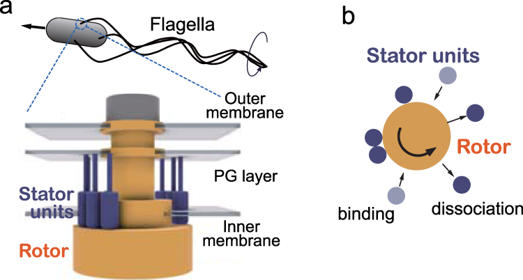 Cooperative stator assembly of bacterial flagellar motor mediated by  rotation | Nature Communications