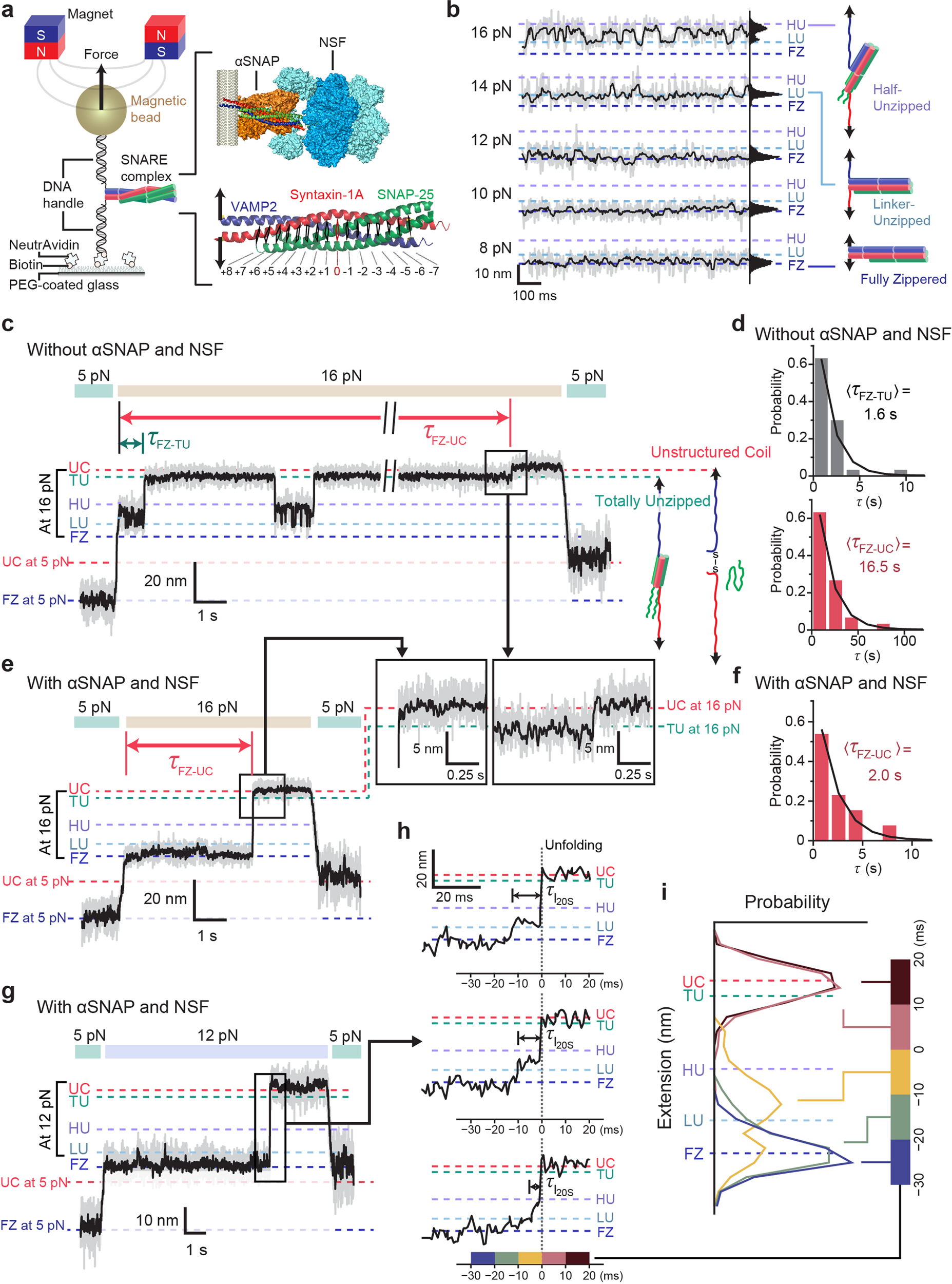 Extreme parsimony in ATP consumption by 20S complexes in the global  disassembly of single SNARE complexes | Nature Communications
