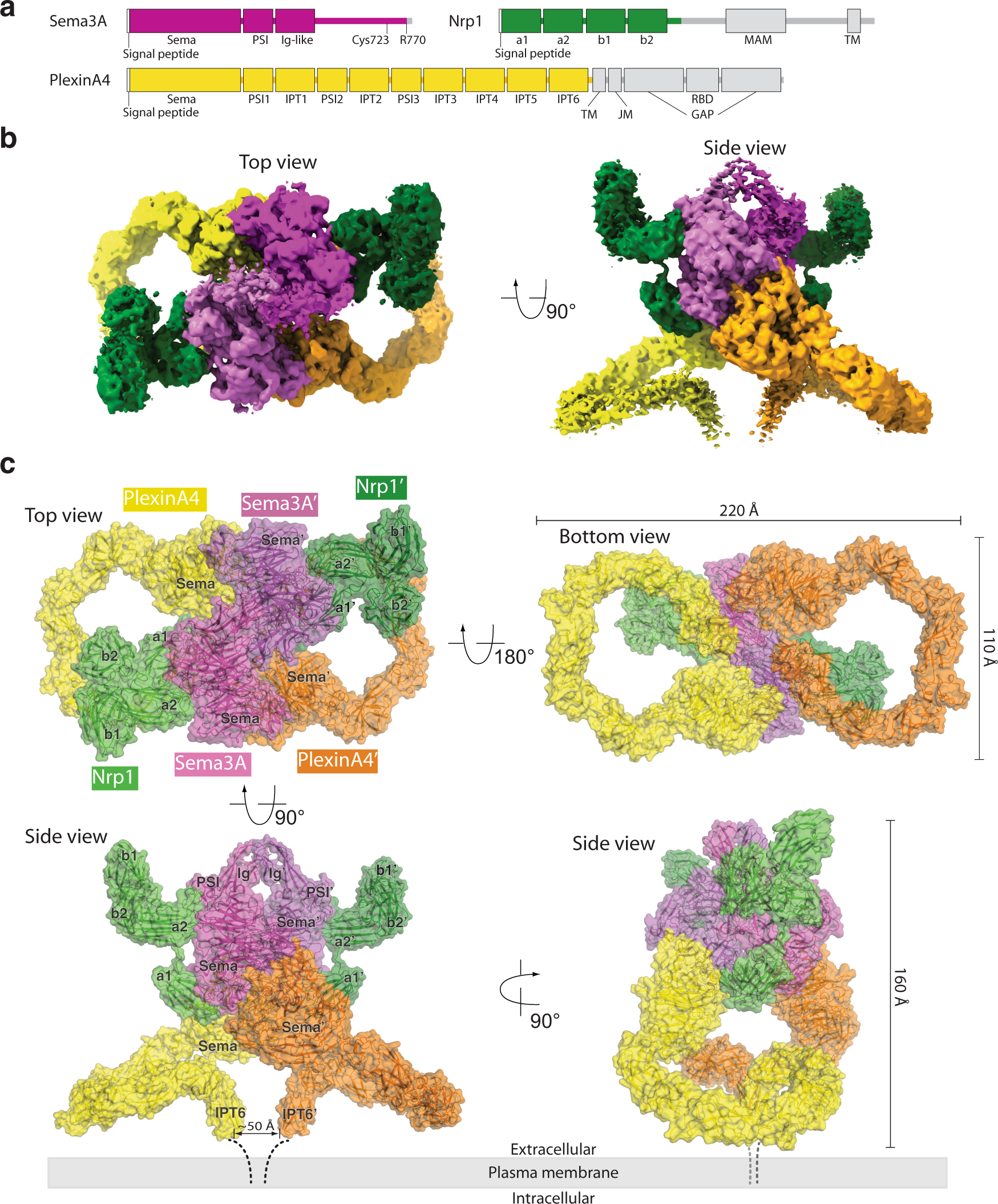 Fig. 1: Overall structure of the Sema3A/PlexinA4/Nrp1 complex.