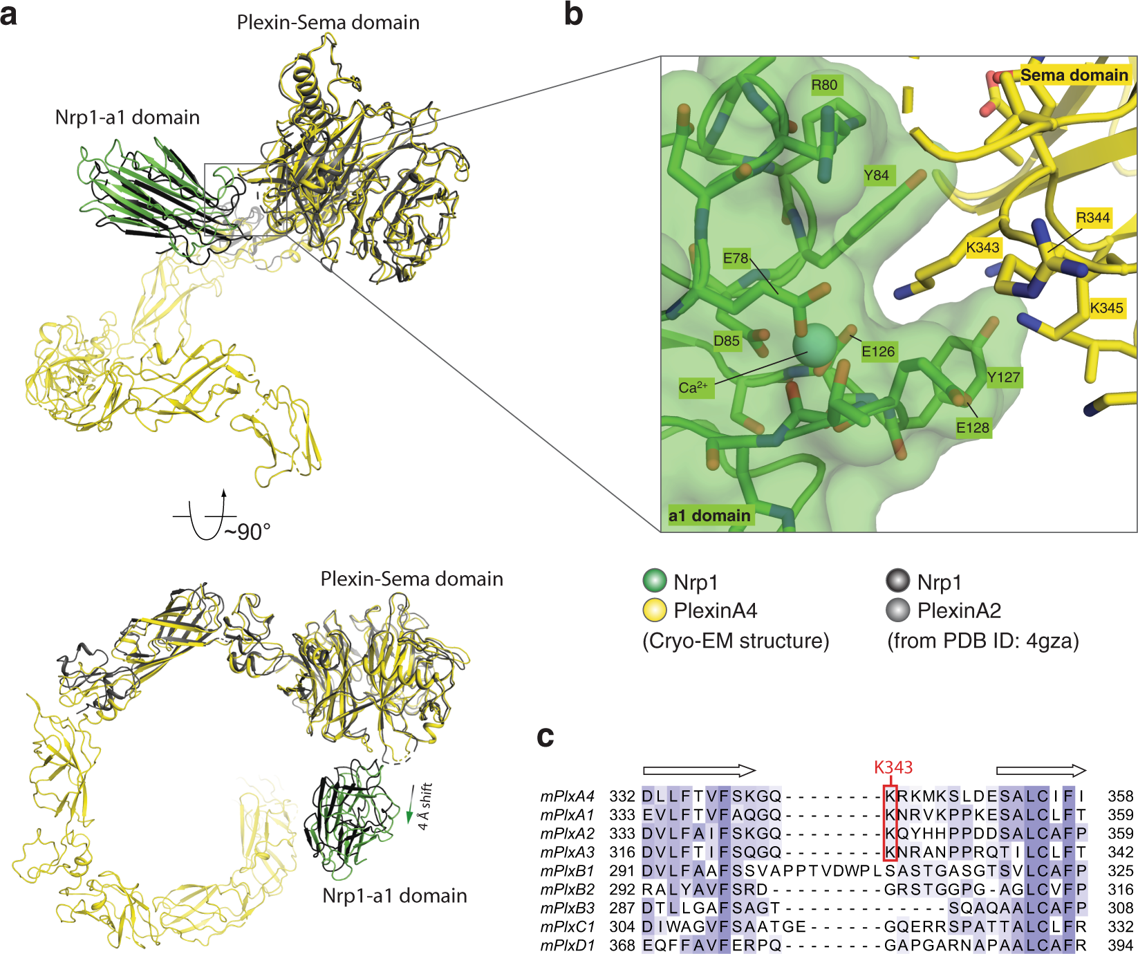 Fig. 3: Interface between PlexinA4 and Nrp1-a1.