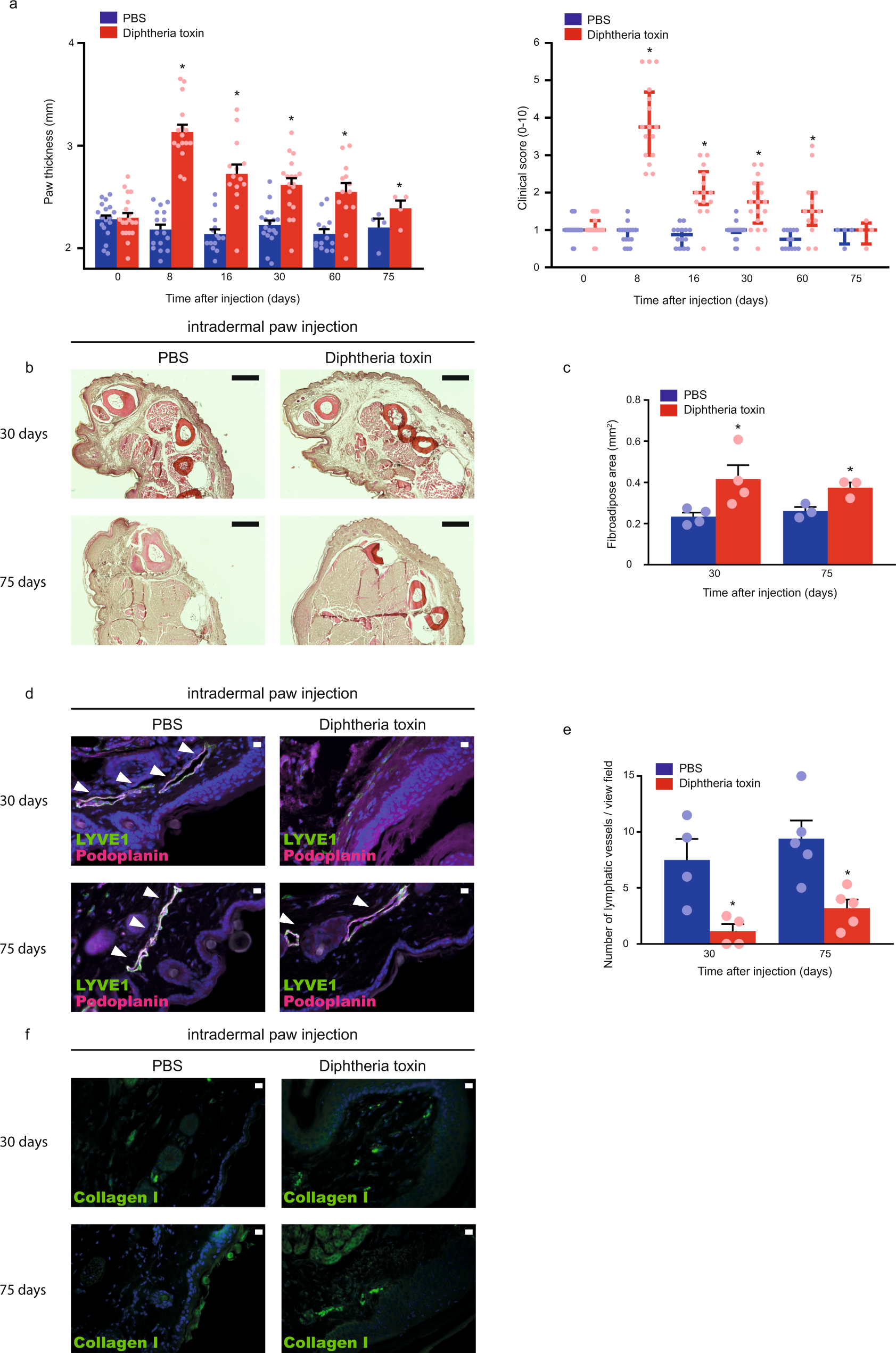 Fig. 7: Diphtheria toxin induces experimental secondary lymphedema development in Flt4-CreERT2; iDTRfl/fl mice.